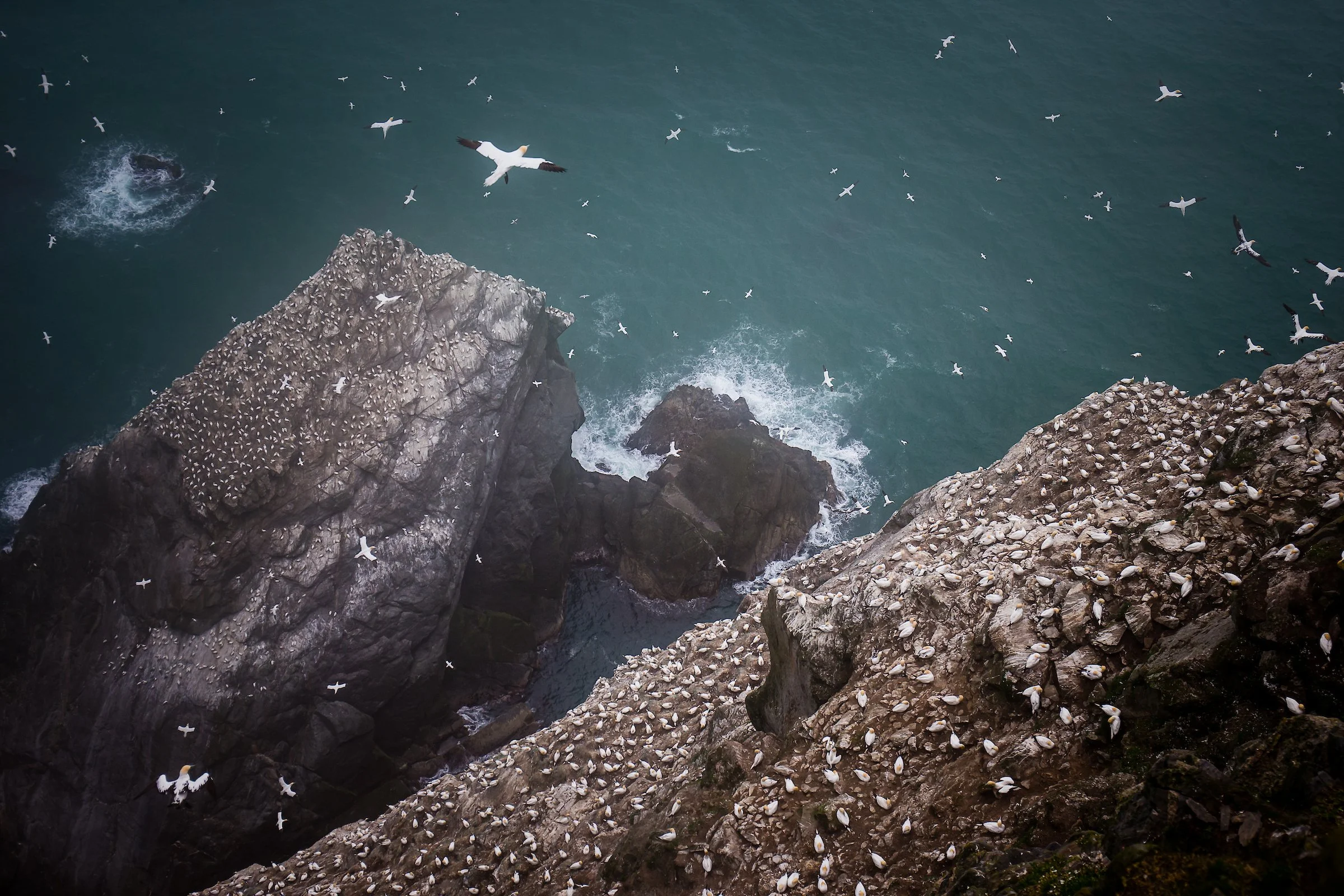 Northern Gannet3.jpg