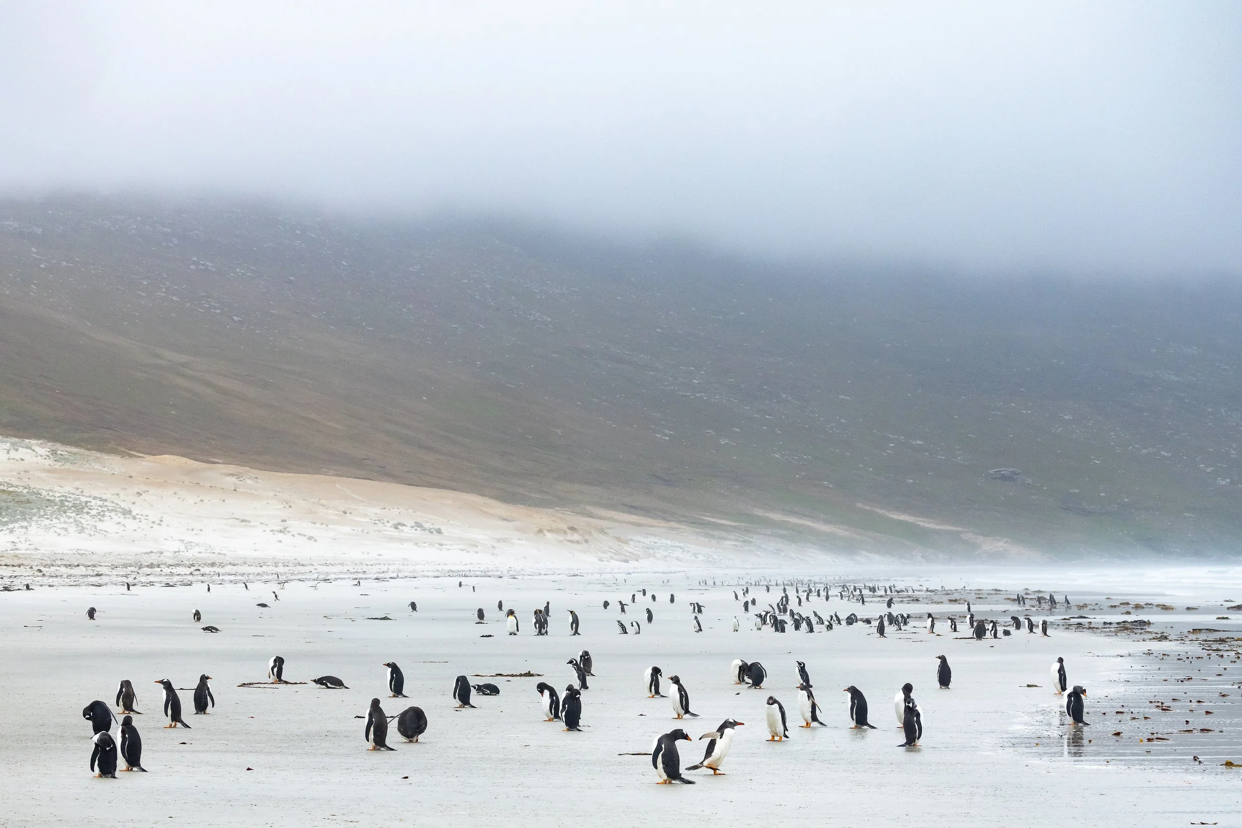 Falklands-HIGHRESES-2049-3.jpg