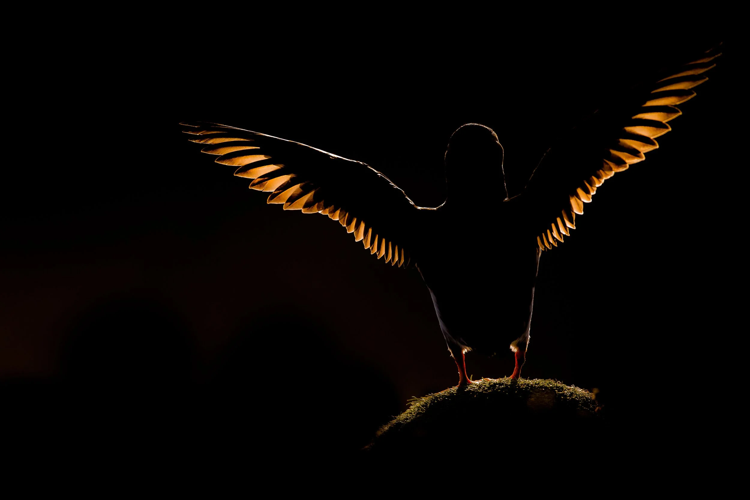Puffins Life On The Atlantic Edge-23-7.jpg