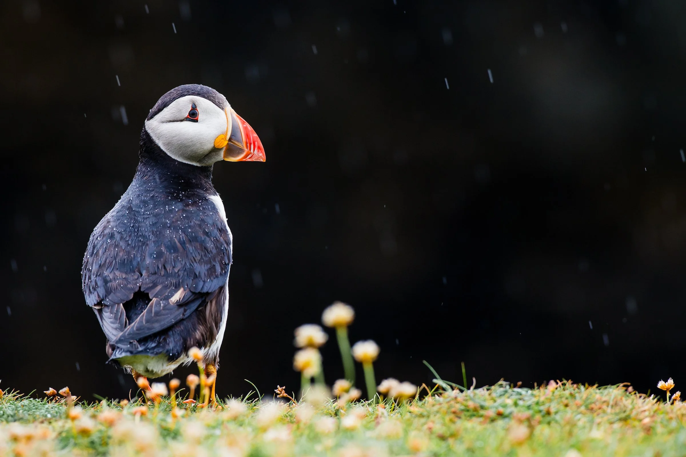 Puffins Life On The Atlantic Edge-97-2.jpg