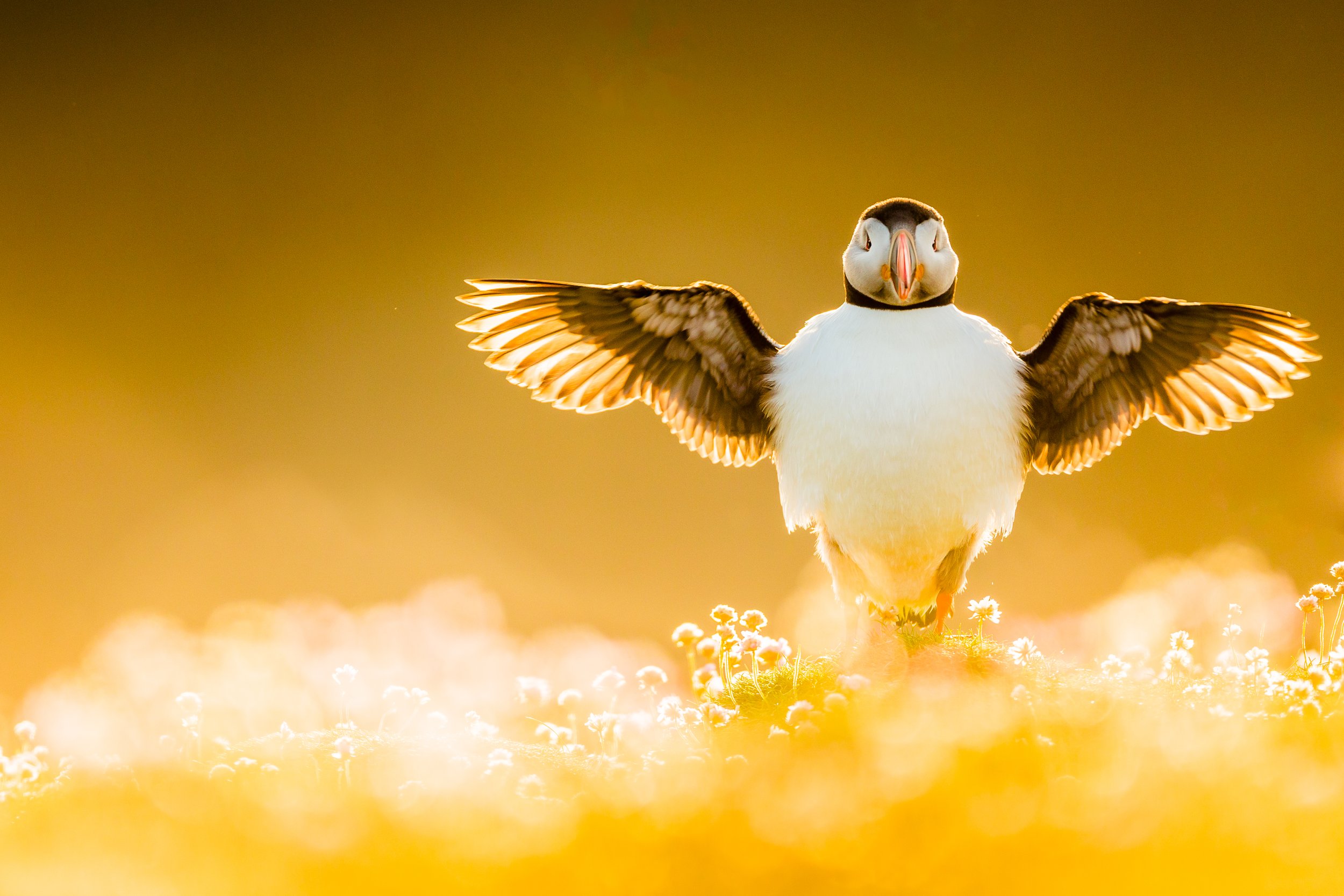 Puffins Life On The Atlantic Edge-255.jpg