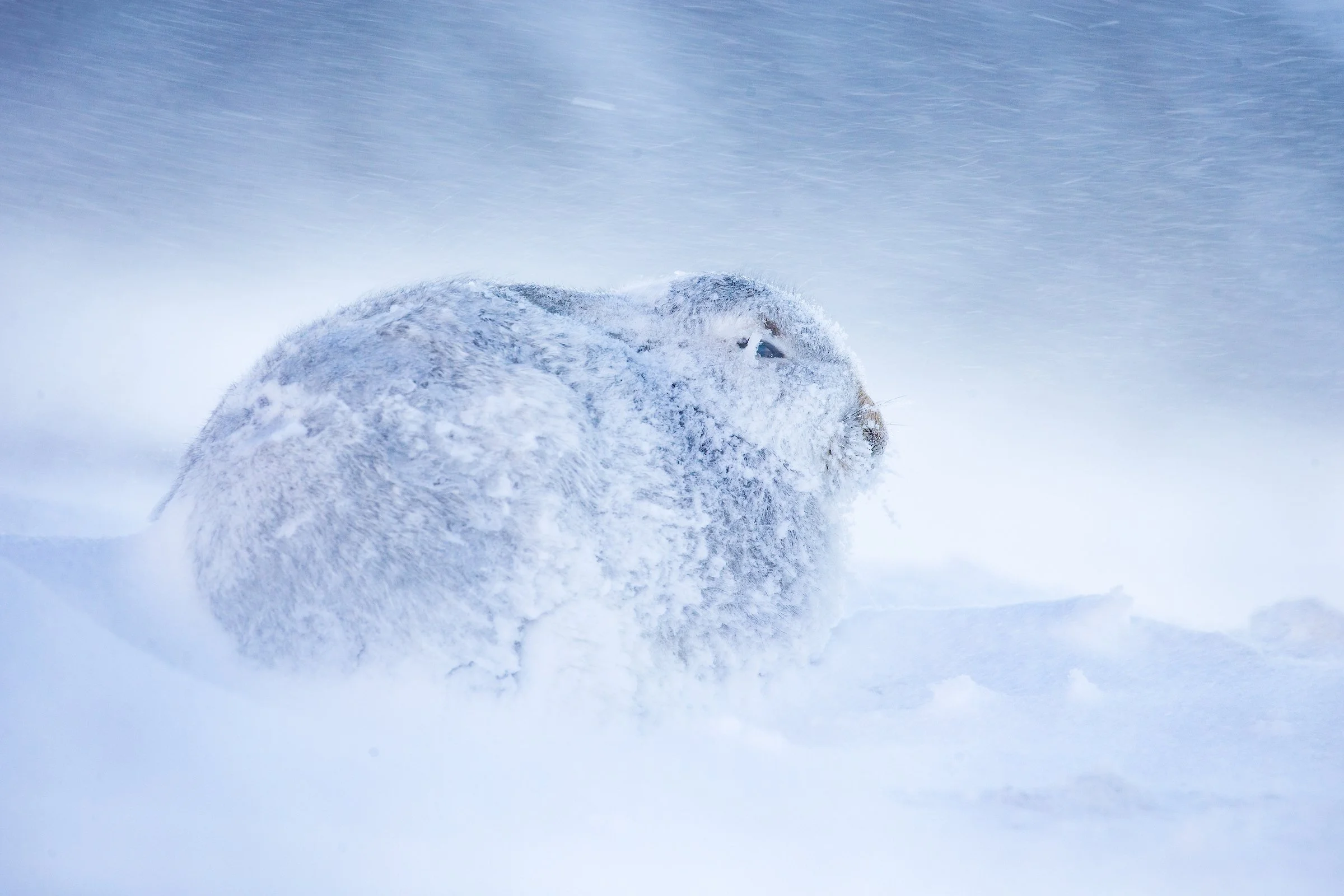 Mountain_Hare-82-3.jpg