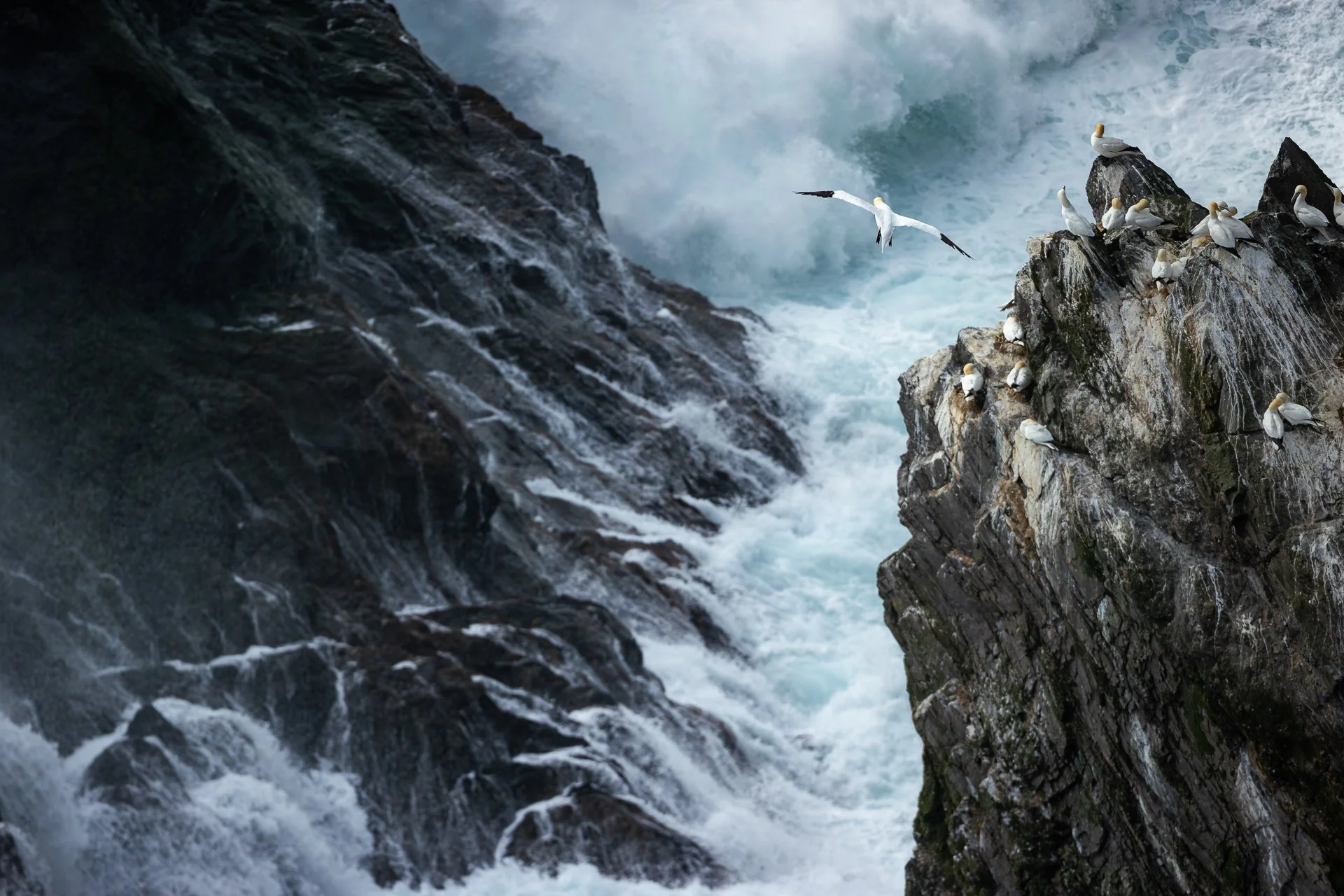 Gannet-2.jpg