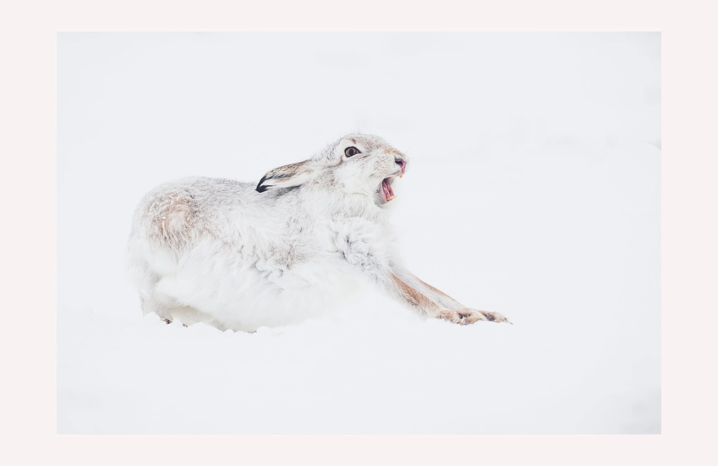 Mountain Hare b-2.jpg