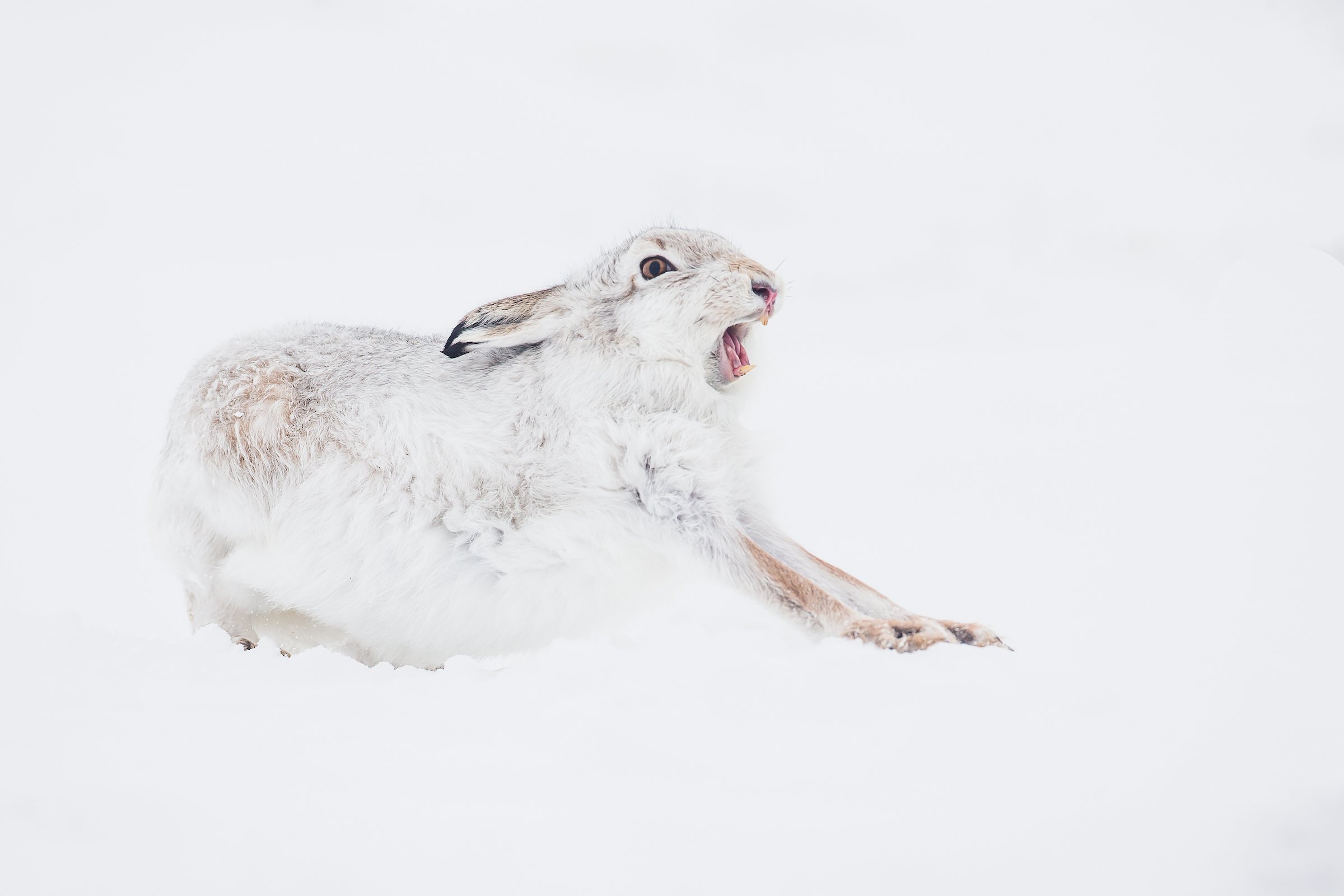 Mountain Hare-20-2.jpg