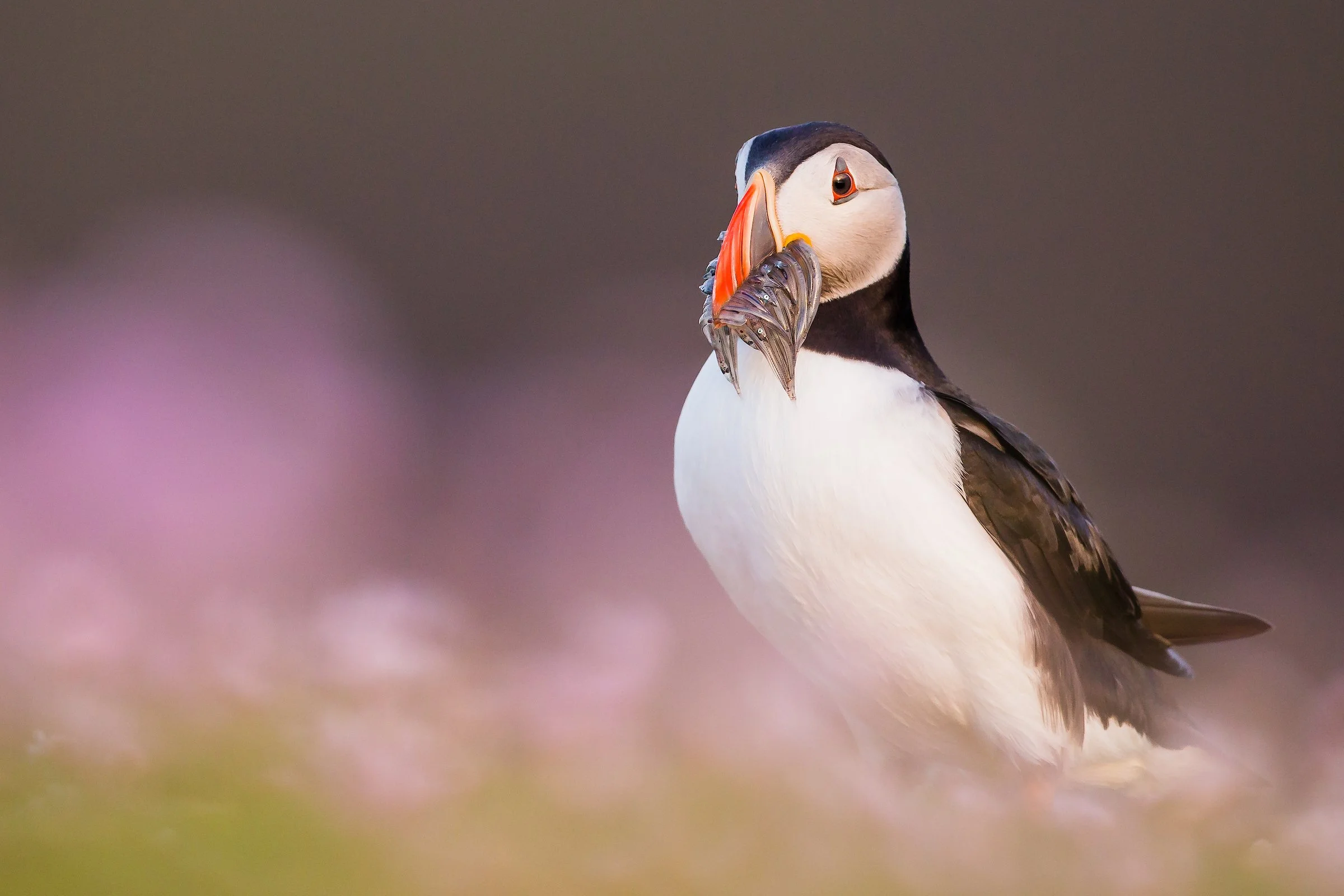 Puffins Life On The Atlantic Edge-222-2.jpg