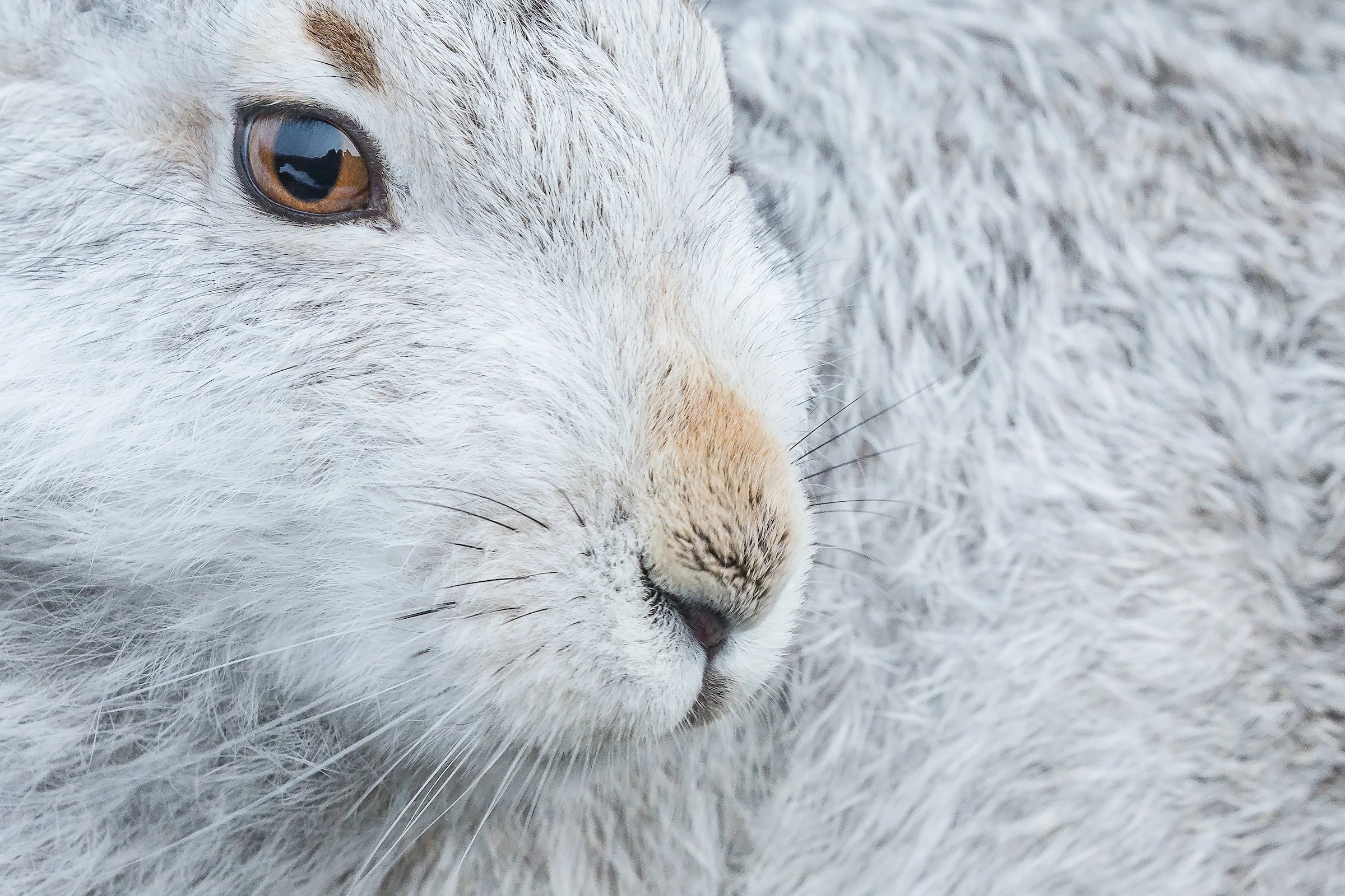 Mountain Hare-12.jpg