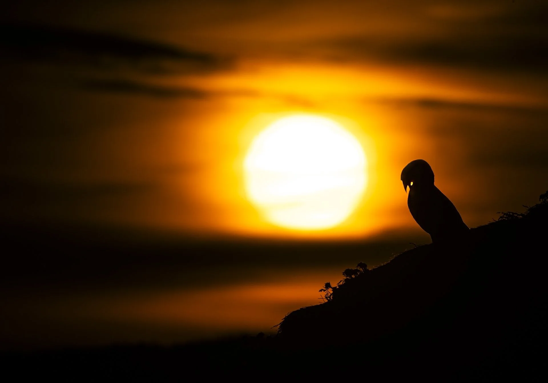 Midnight Sun1.jpg