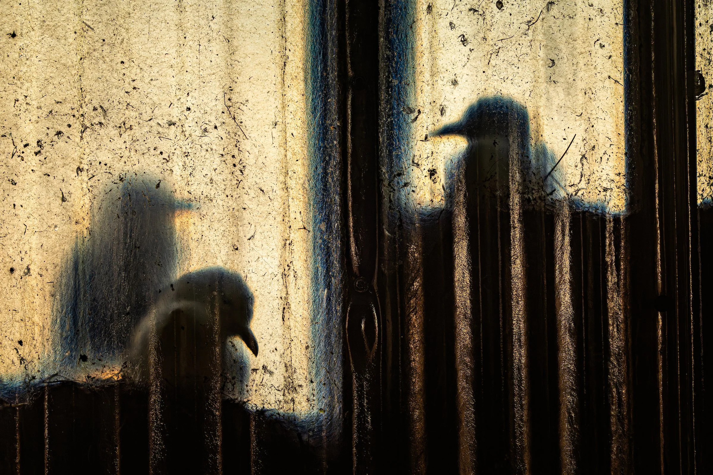 Kittiwakes- Tide Of Industry-12.jpg