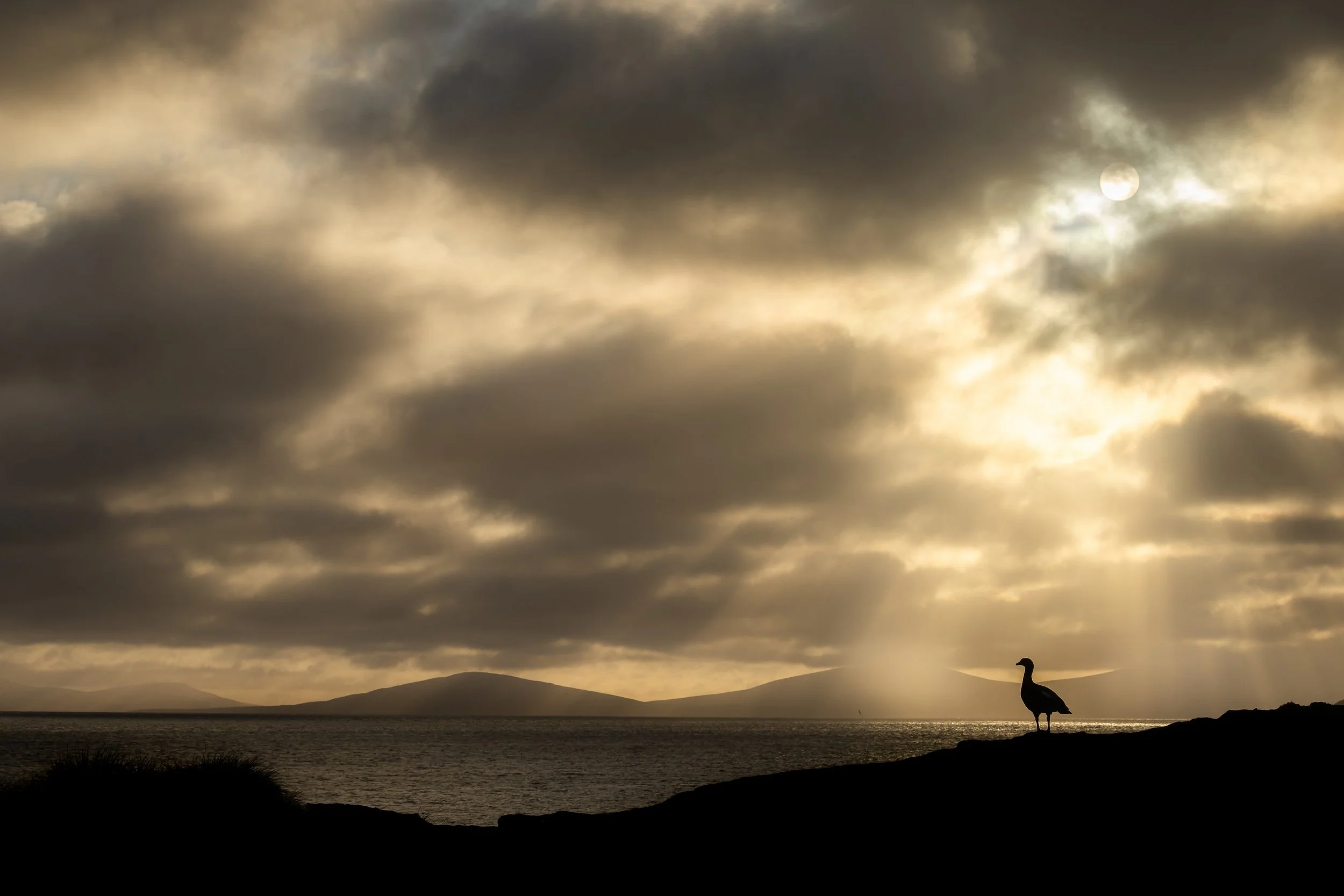 Falklands-HIGHRESFalkland20245-0449.jpg