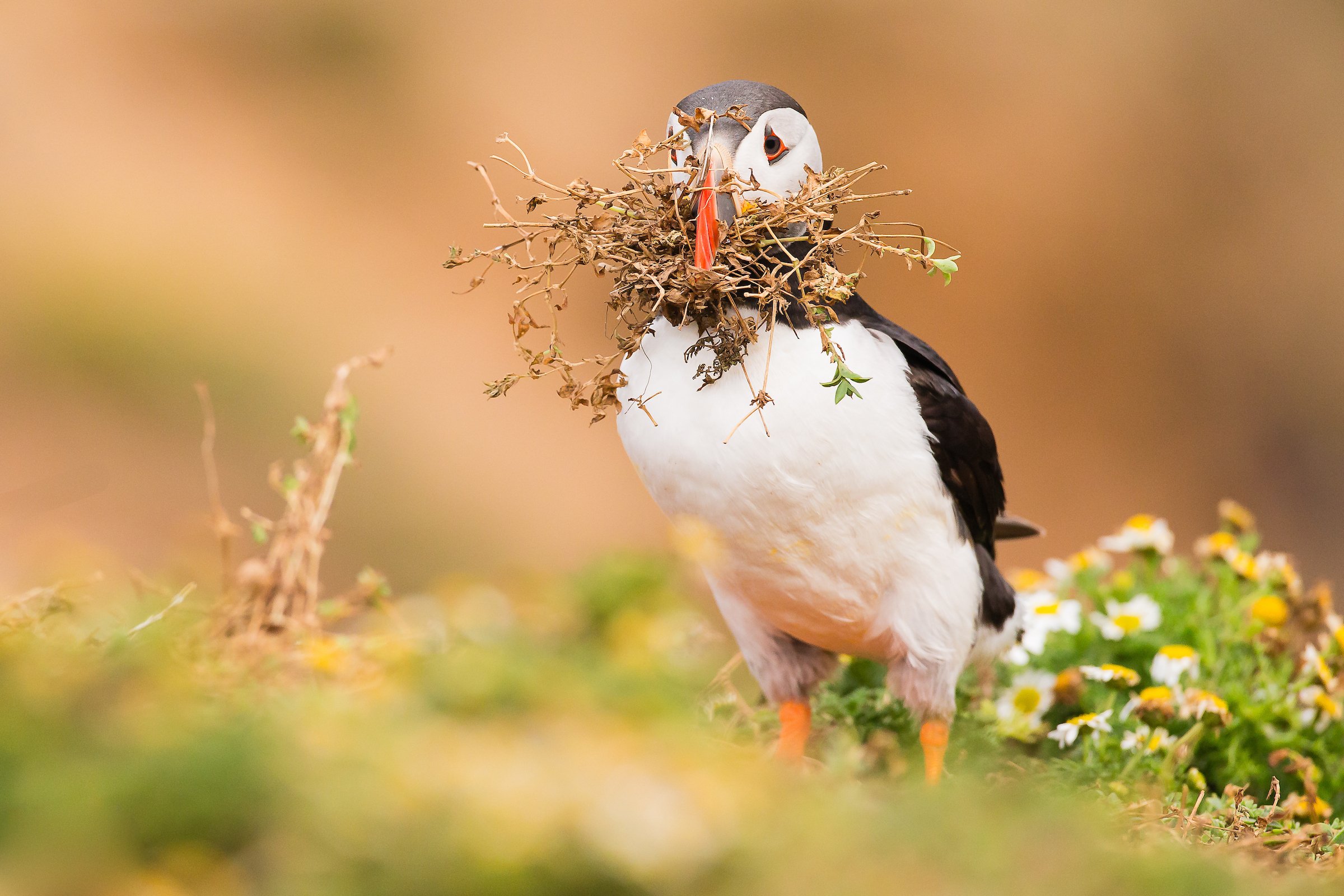 Puffins Life On The Atlantic Edge-22-3.jpg
