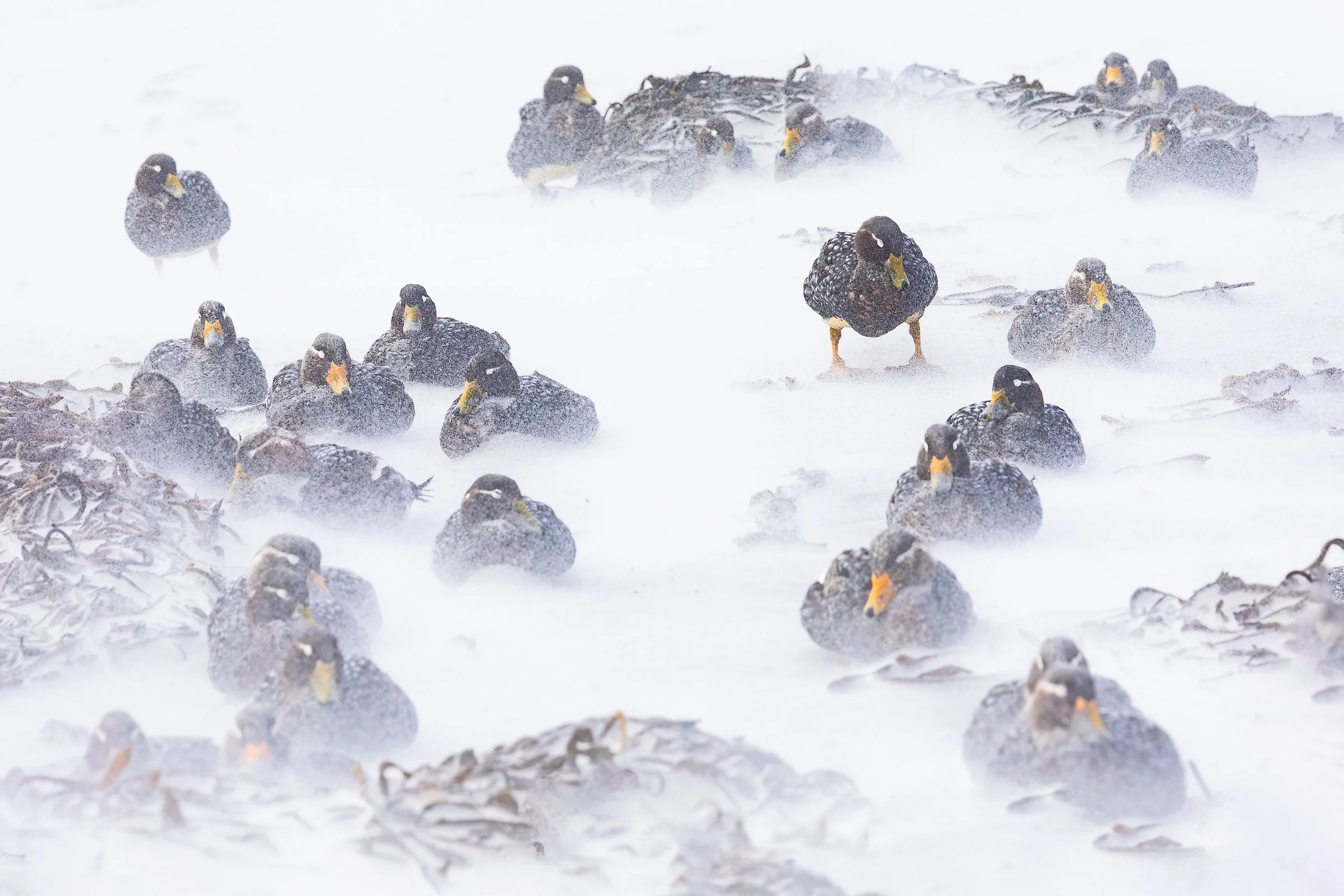 Falklands-HIGHRESBB-.jpg