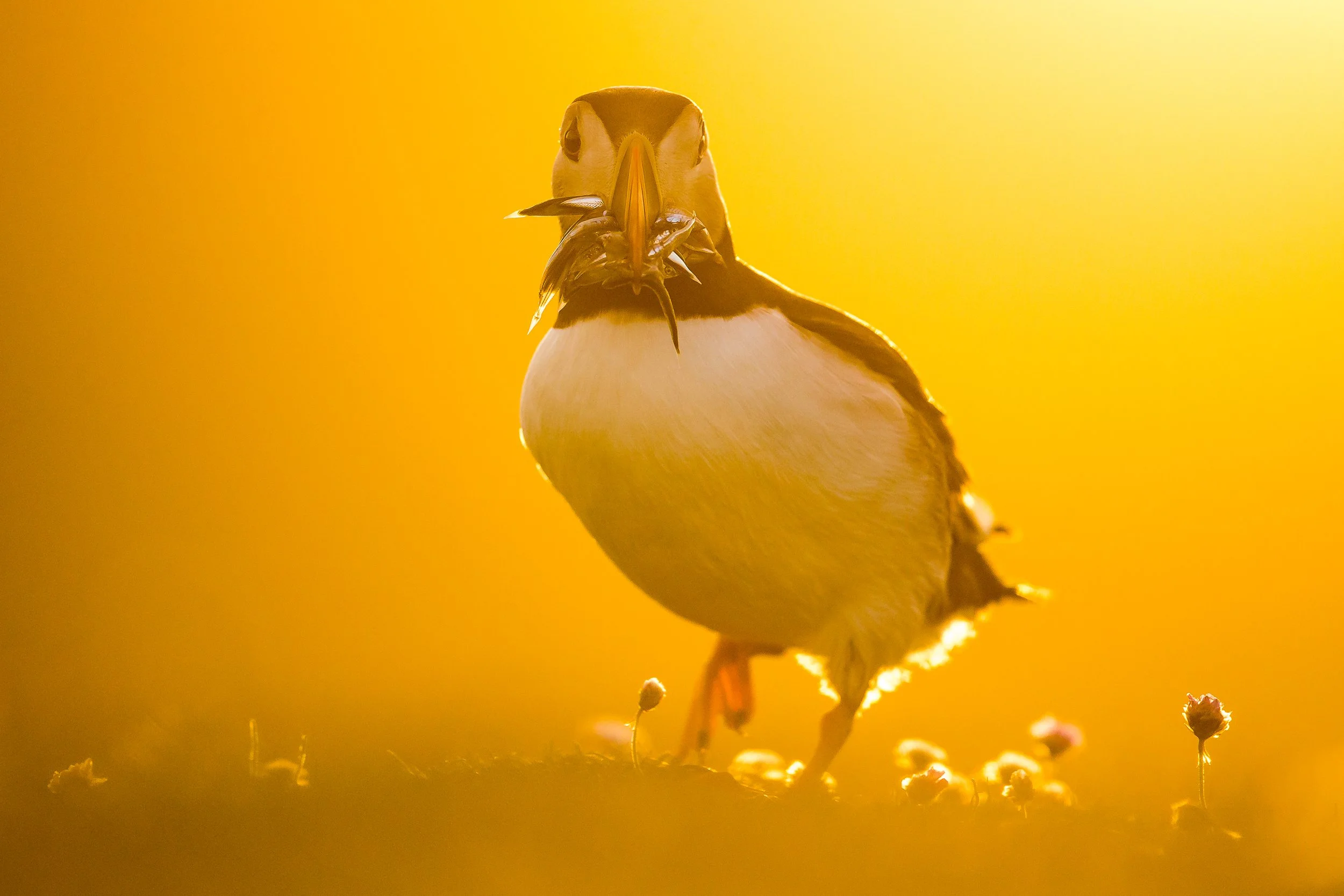 Puffin holding fish in beak during sunset, surrounded by orange sky and small flowers.
