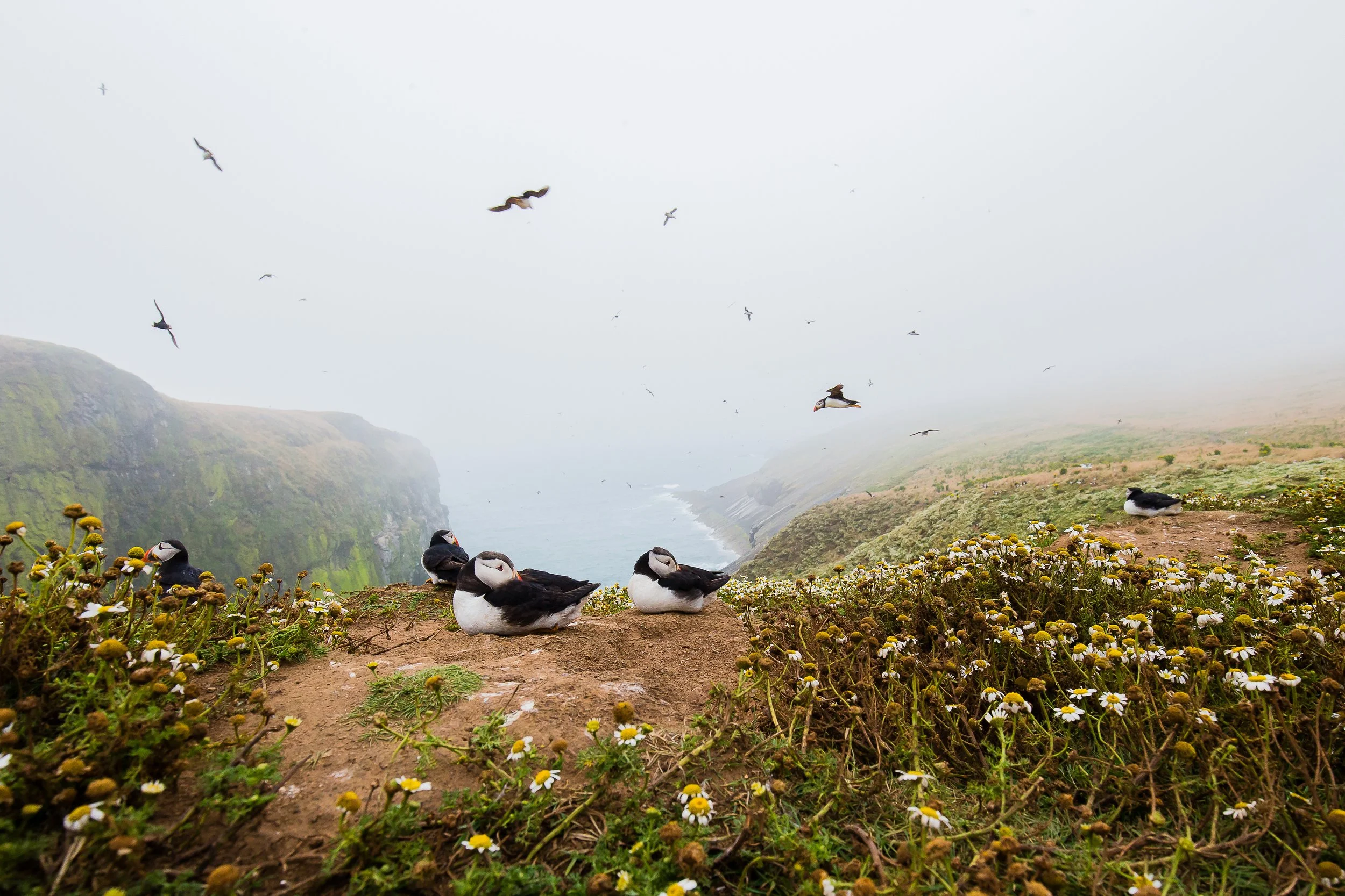 Puffins Life On The Atlantic Edge-34.jpg