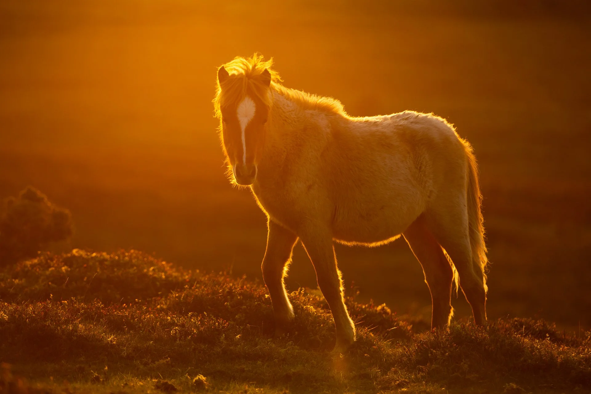 POny (1 of 1).jpg