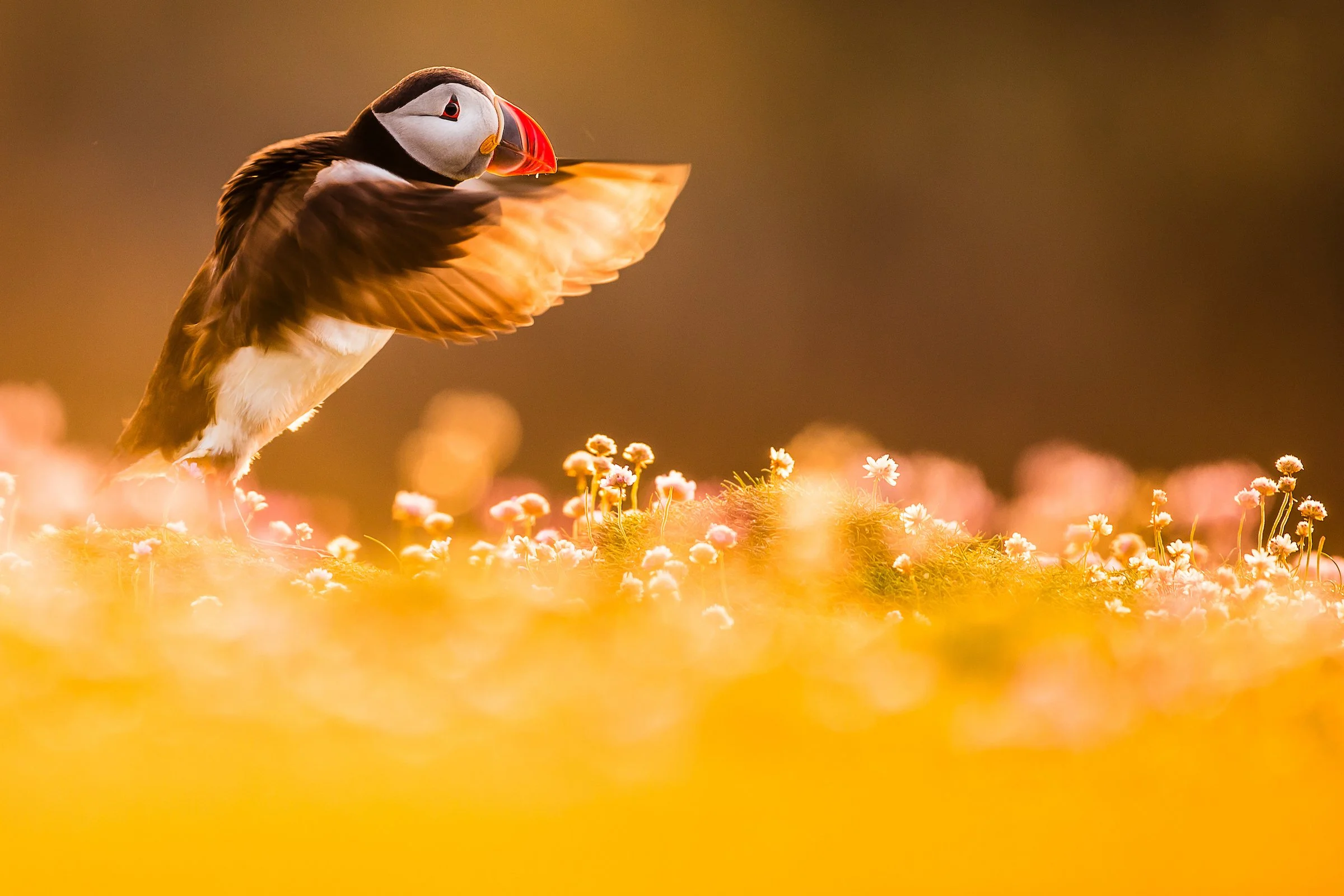 Puffins Life On The Atlantic Edge-36.jpg