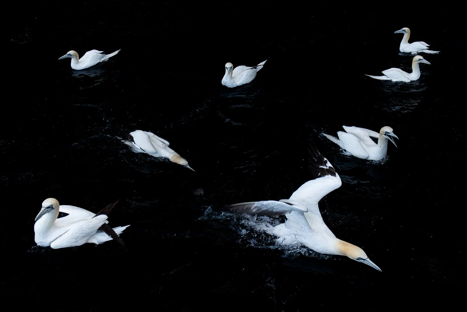 GANNET.jpg
