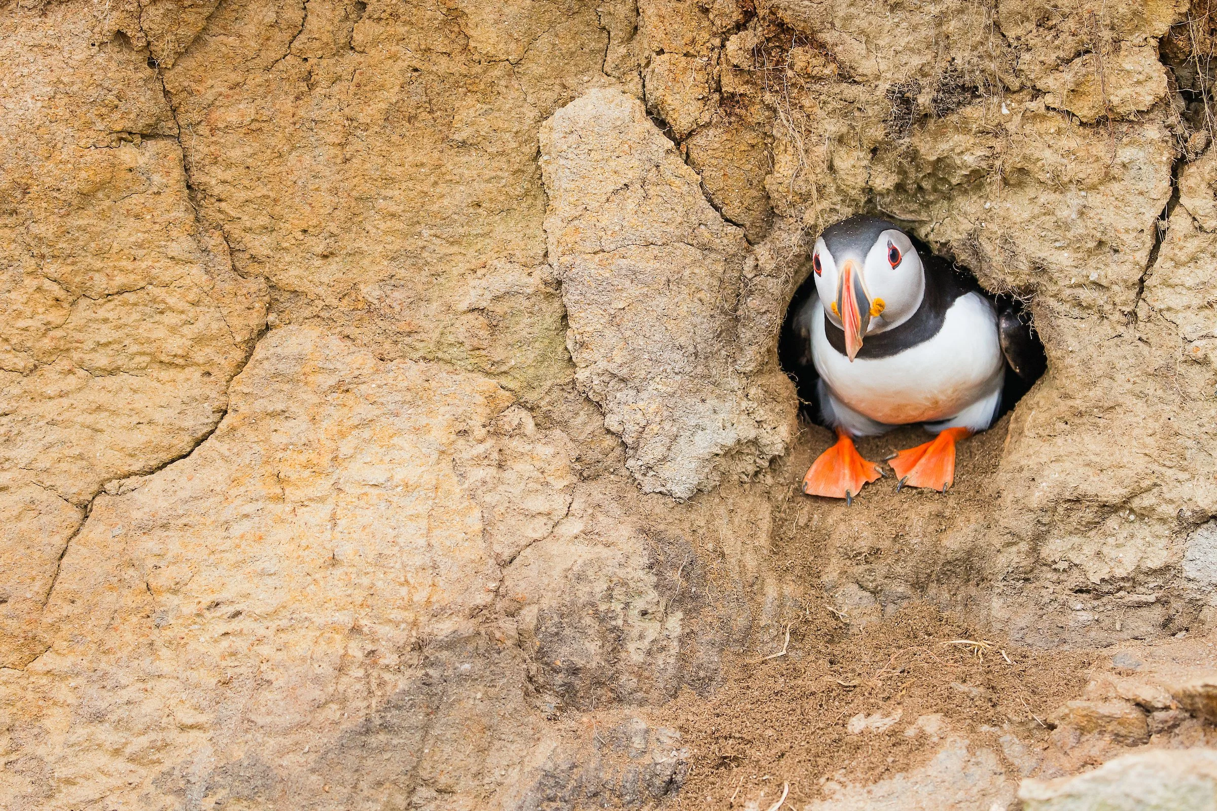 Puffins Life On The Atlantic Edge-25-3.jpg