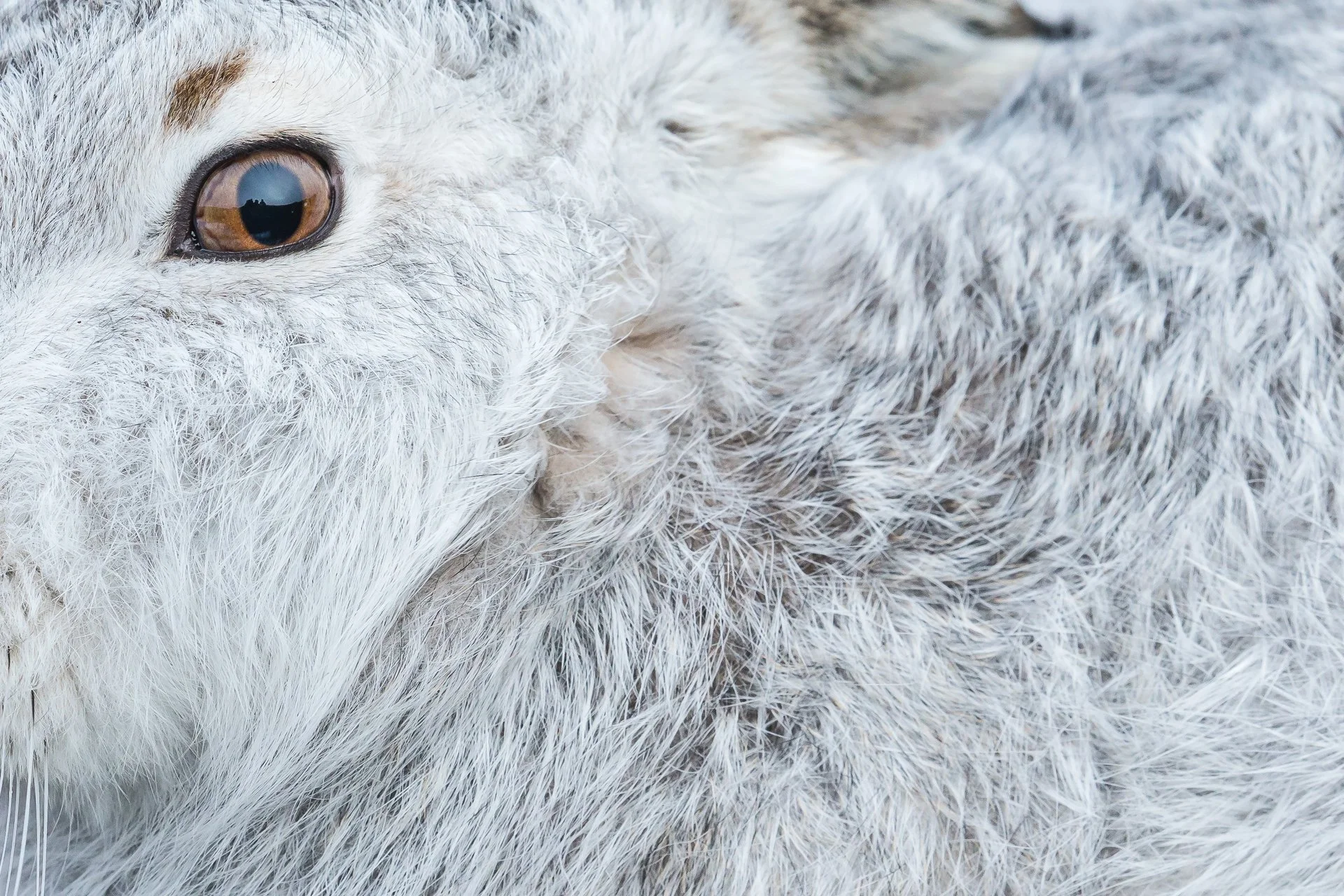 Mountain Hare Photography — Kevin Wildlife Photography