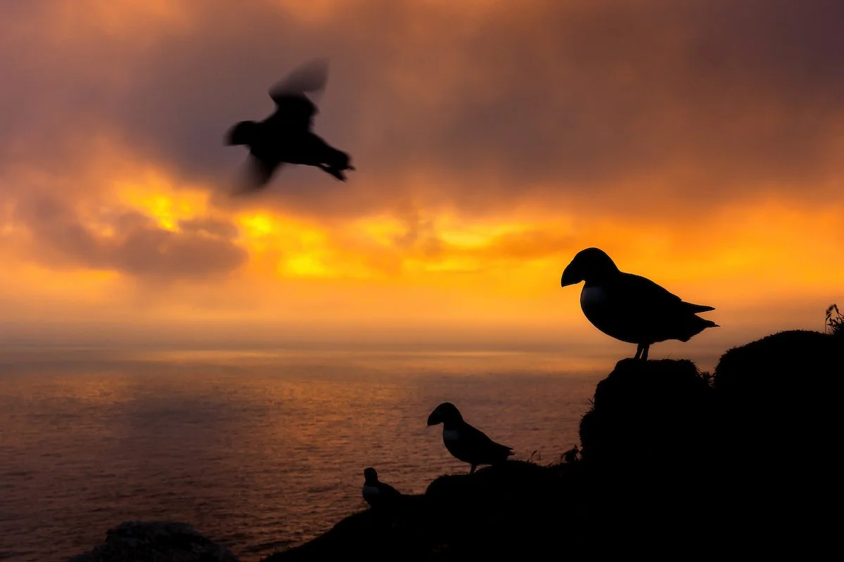 Puffins Life On The Atlantic Edge-29-3.jpg