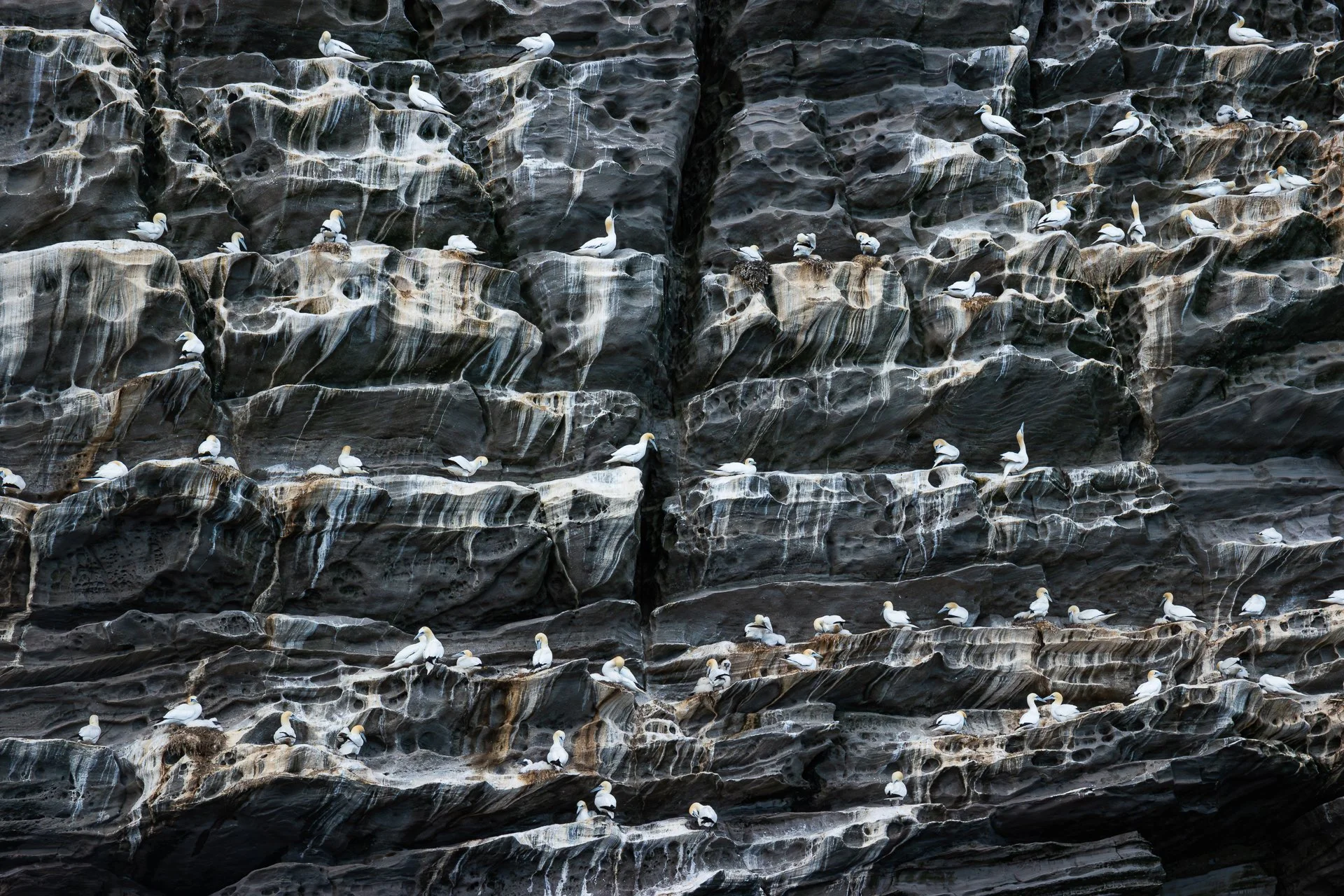 Gannet-4.jpg