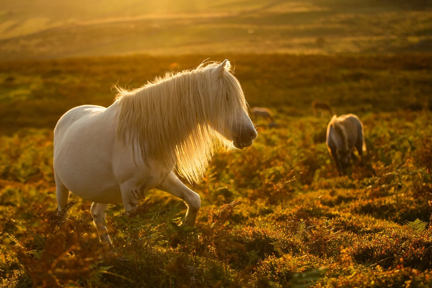 Carneddau Pony-3.jpg