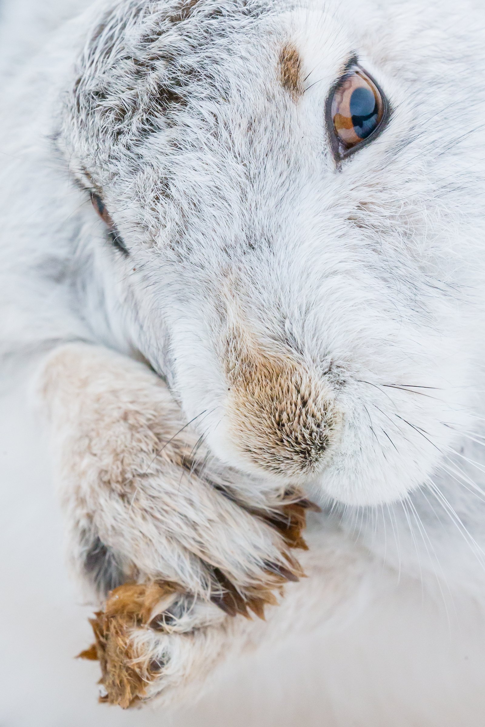 Mountain_Hares_Scotland-264.jpg