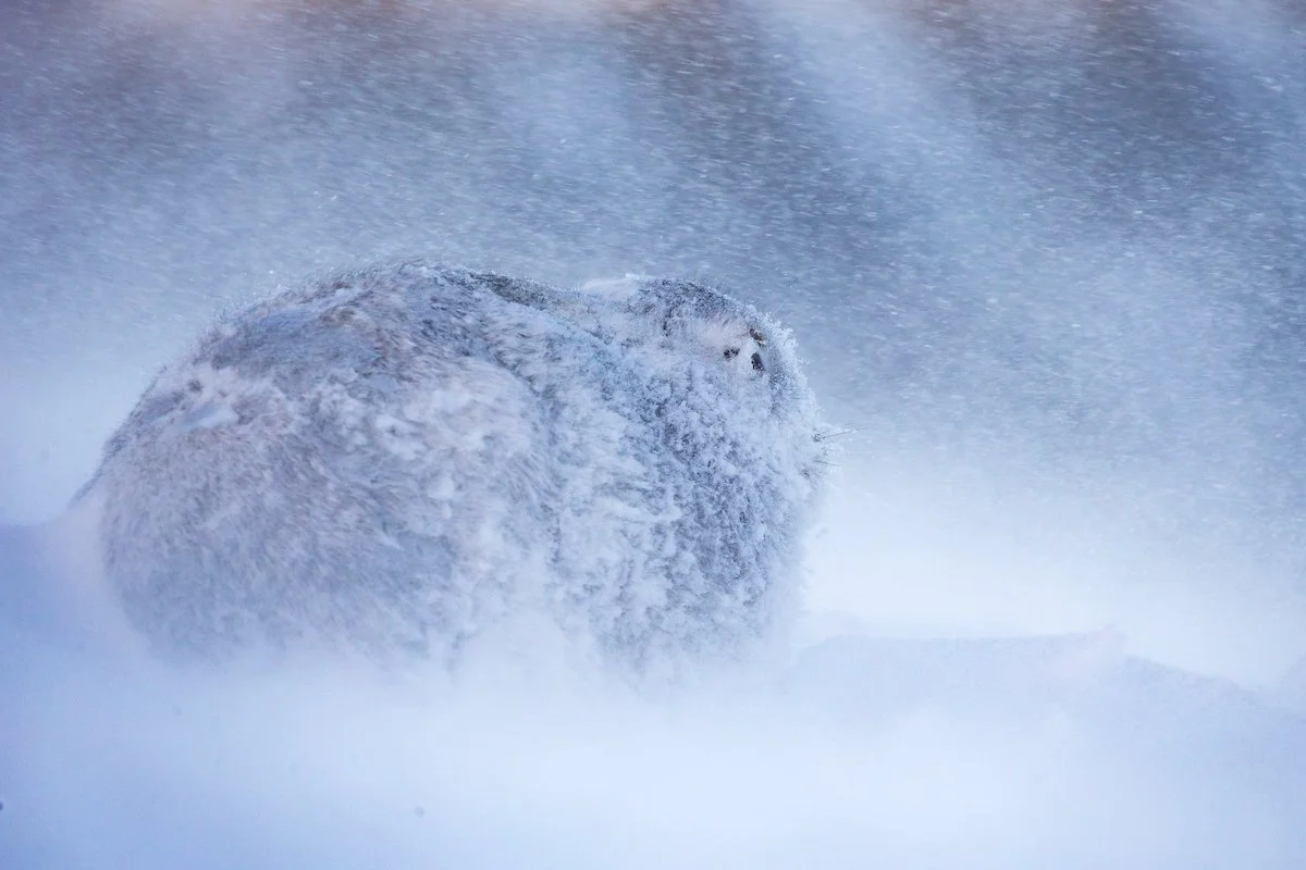 Mountain_Hares-65.jpg