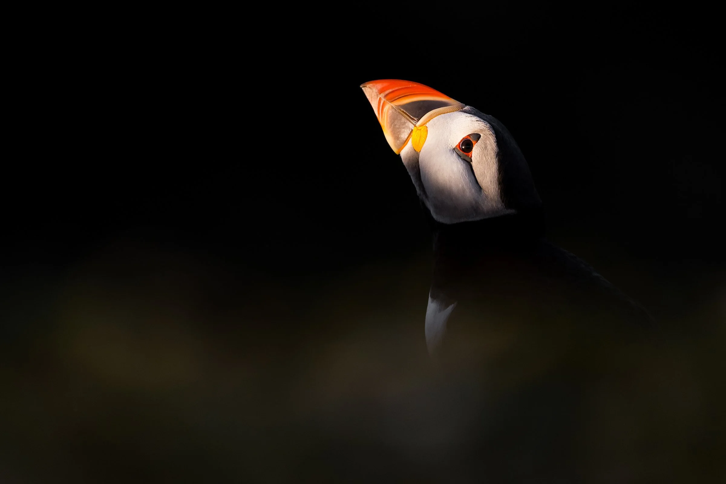 Puffins Life On The Atlantic Edge-2-2.jpg