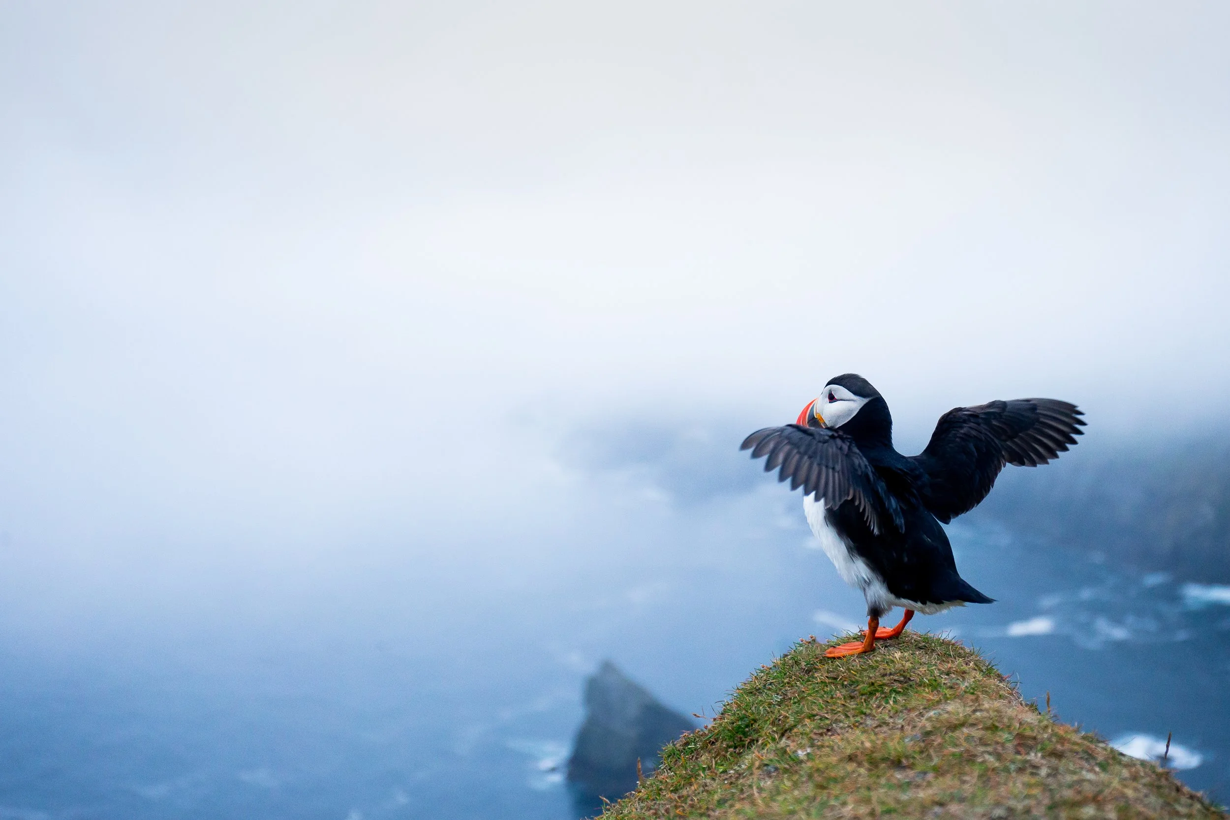 Puffins Life On The Atlantic Edge-203-5.jpg