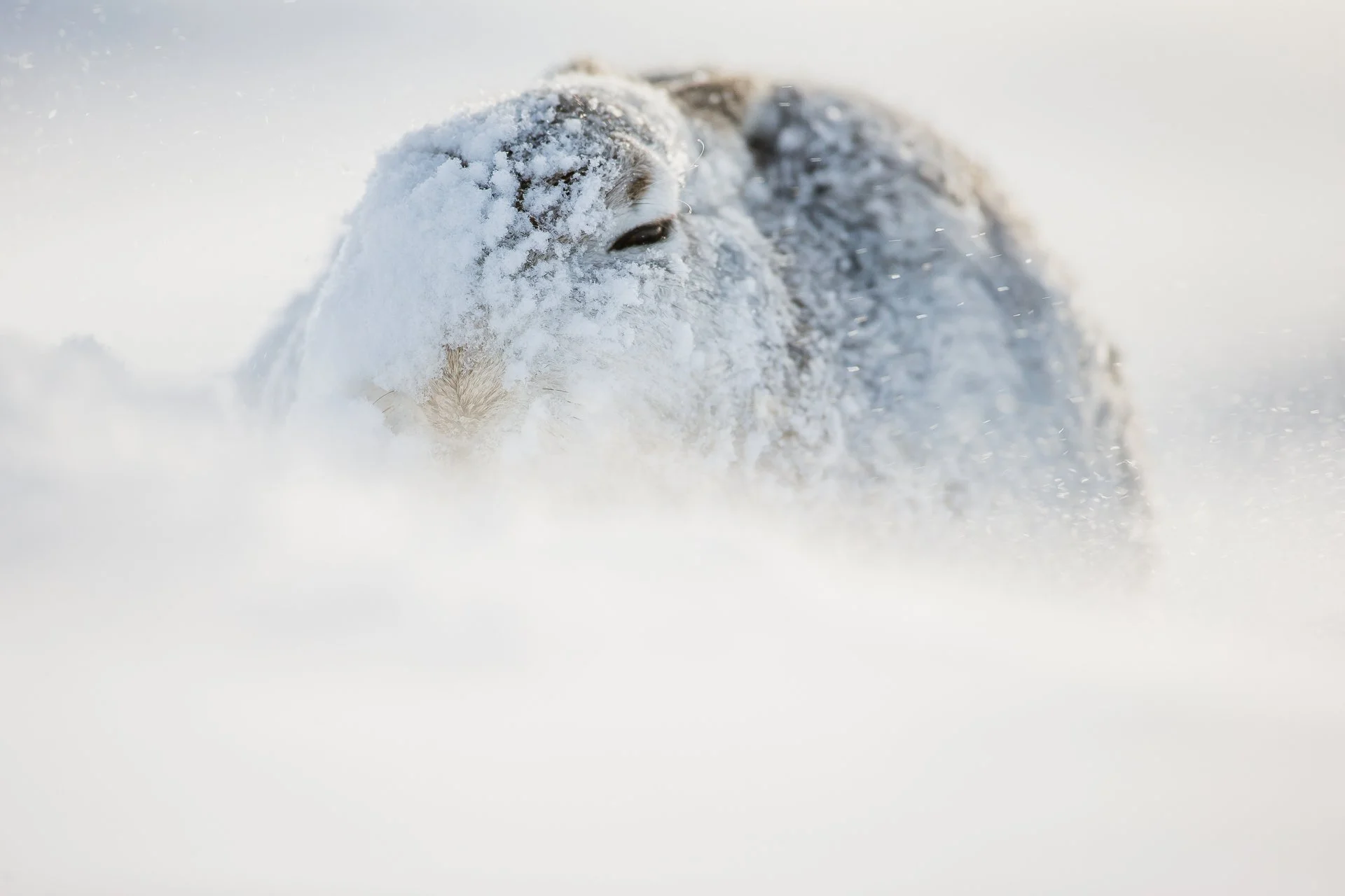 Mountain Hare Photography — Kevin Wildlife Photography