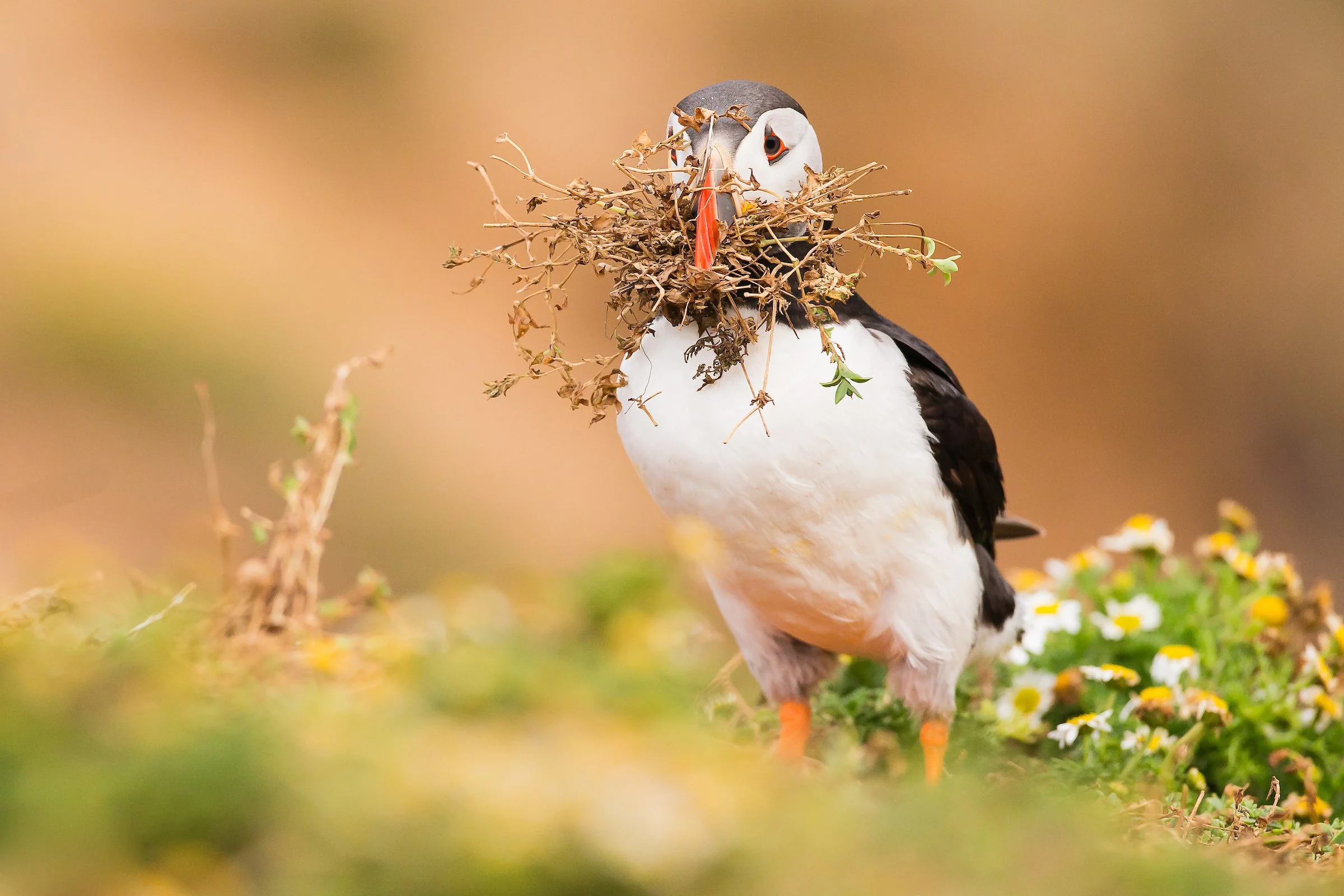 Puffins Life On The Atlantic Edge-22-3.jpg