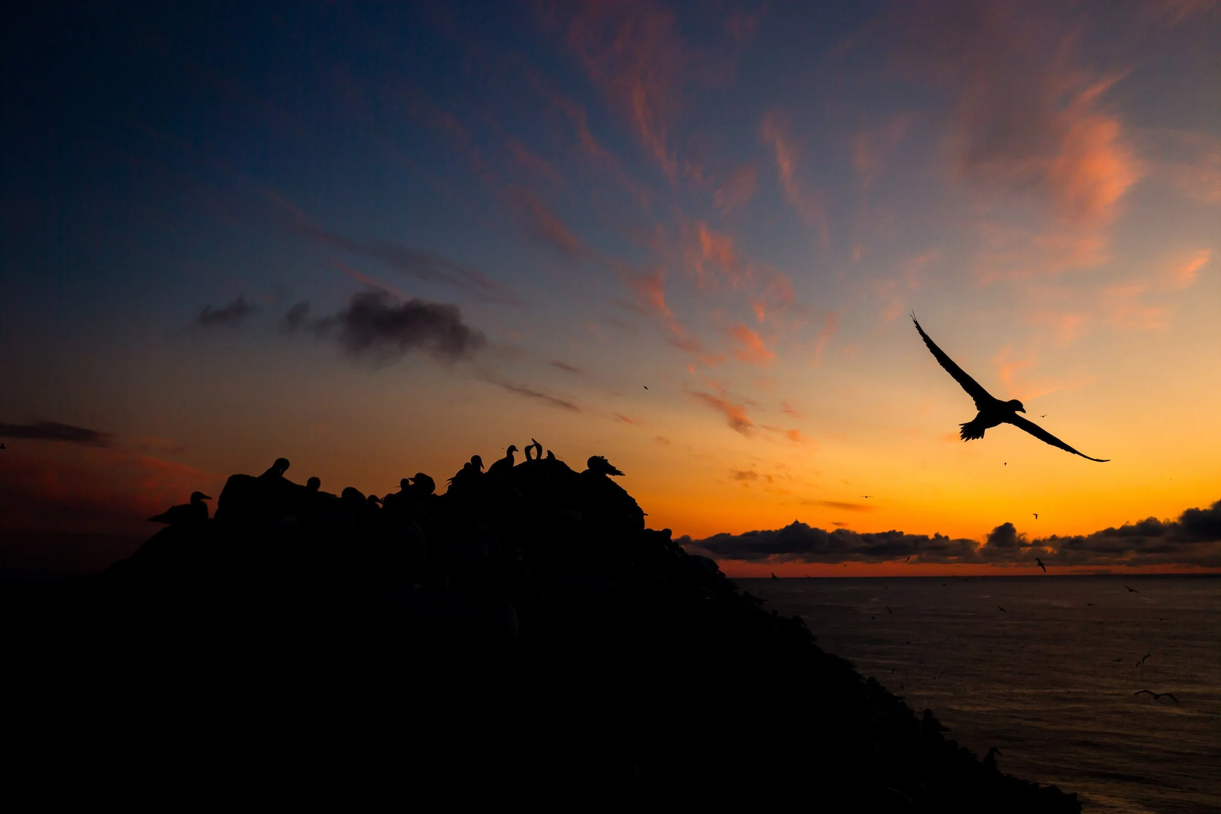 Northern Gannet - Shetland30-3.jpg