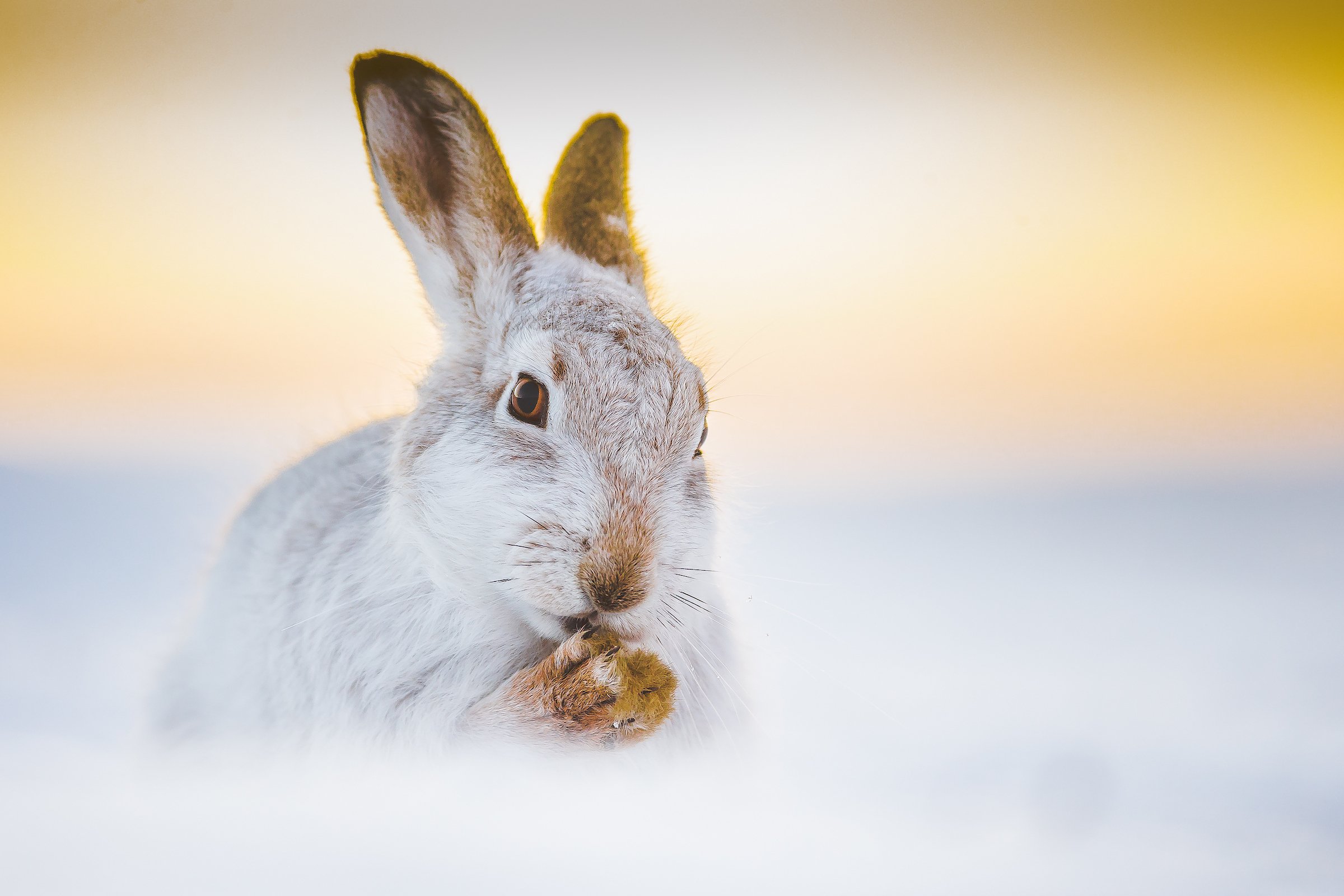 Mountain Hare-6.jpg