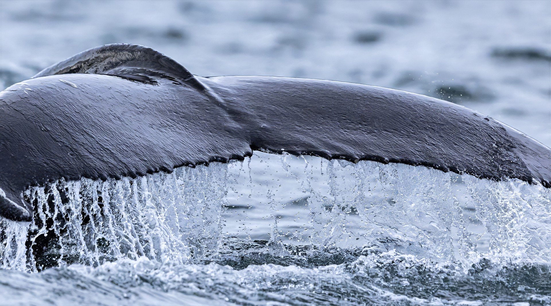 thumbnail_humpback1.jpg