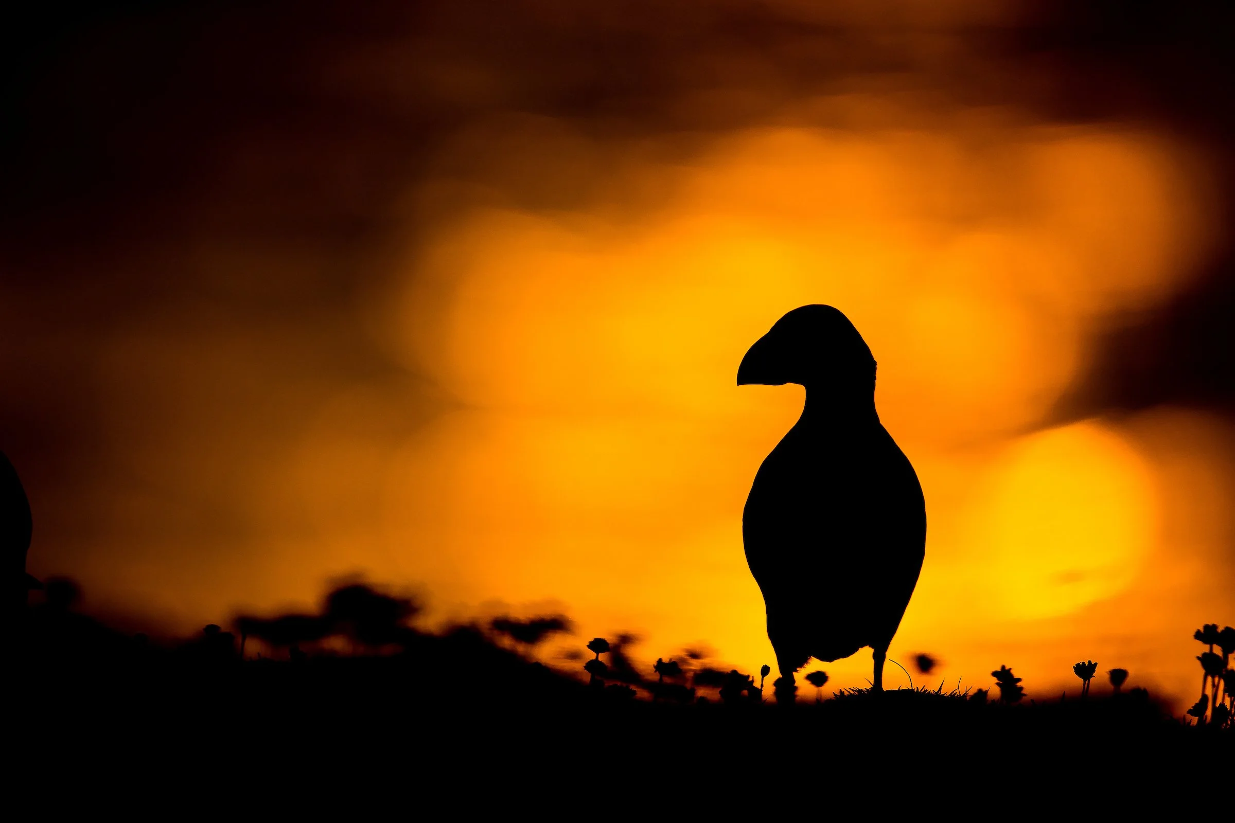 Puffins Life On The Atlantic Edge-48.jpg