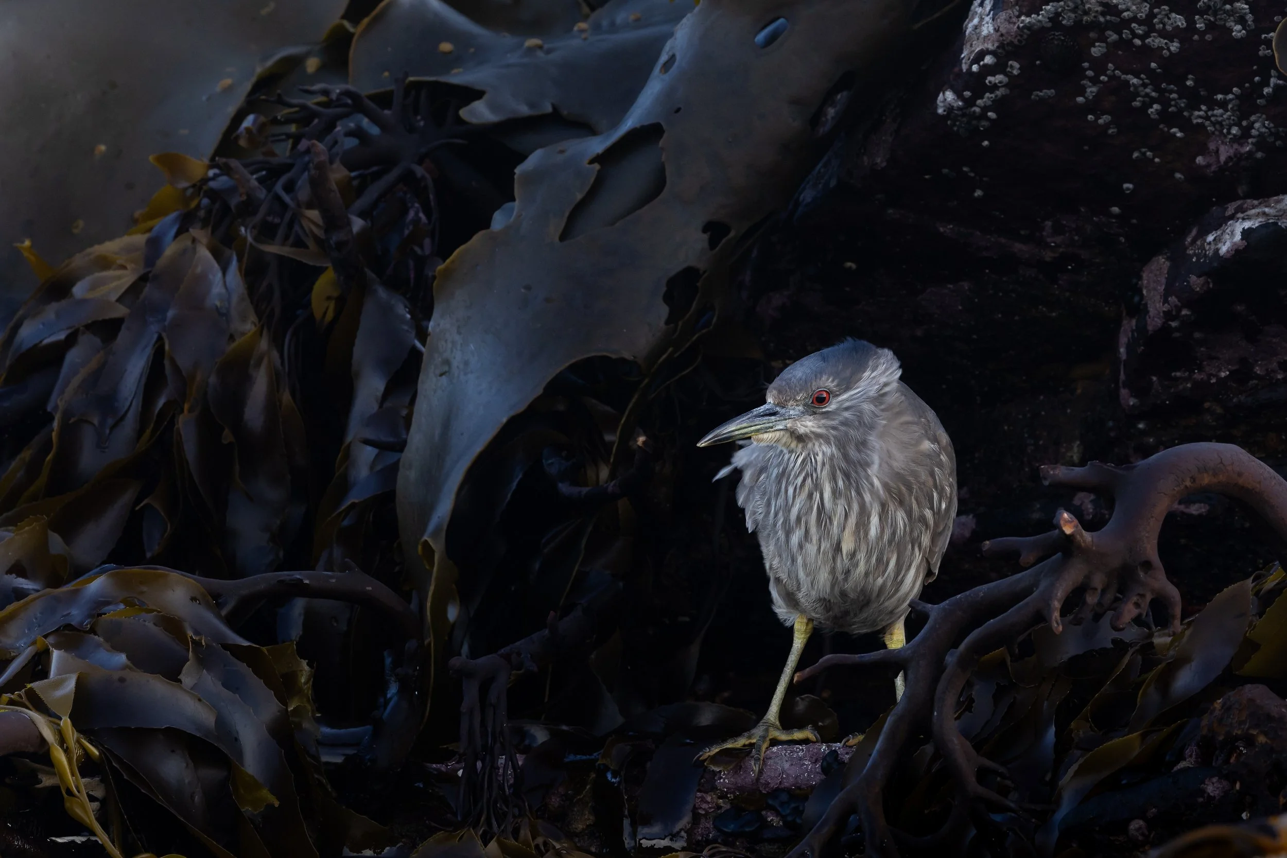 Falklands-HIGHRES20241119-0H3A9869-2.jpg