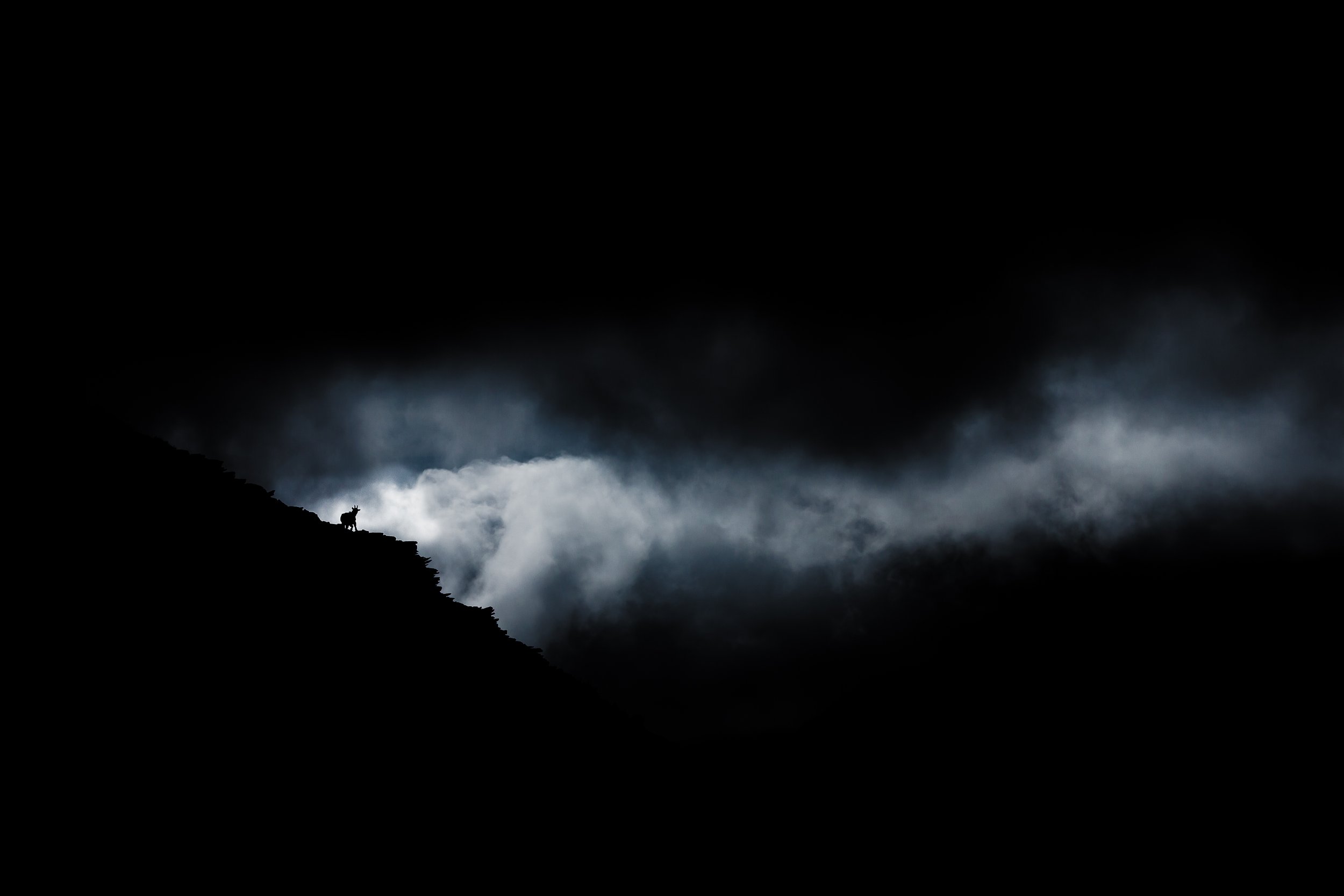 Welsh Mountain Goats-2.jpg