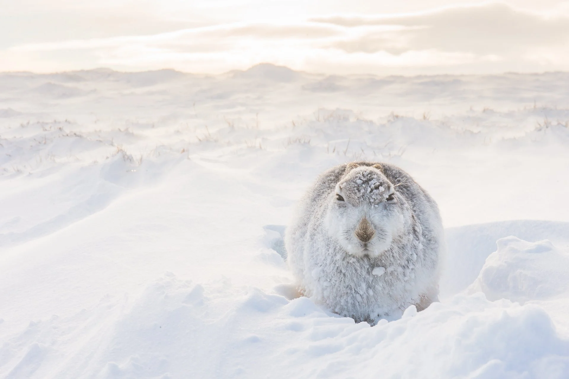 Mountain Hare Photography — Kevin Wildlife Photography
