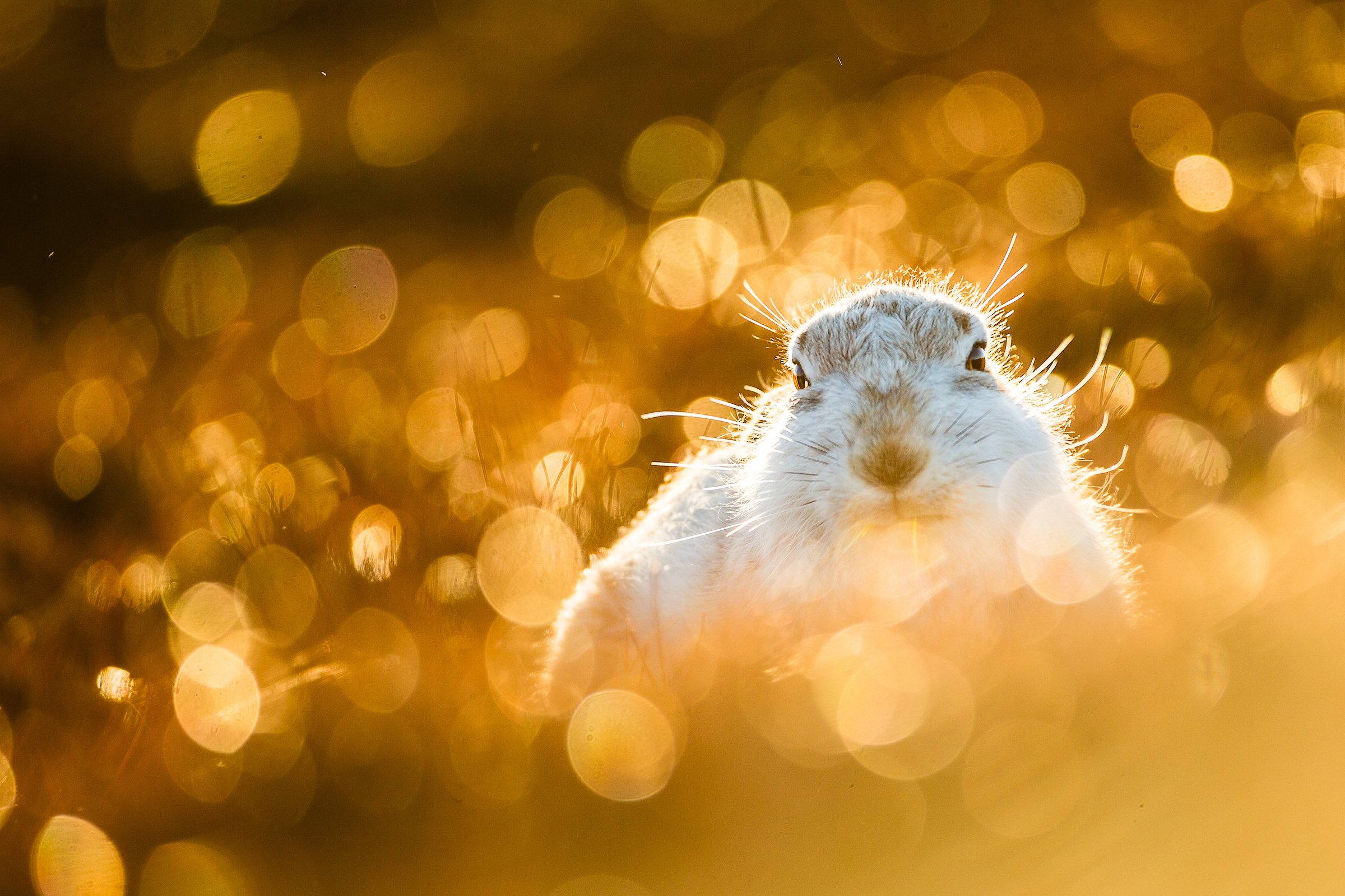Mountain Hares-33.jpg