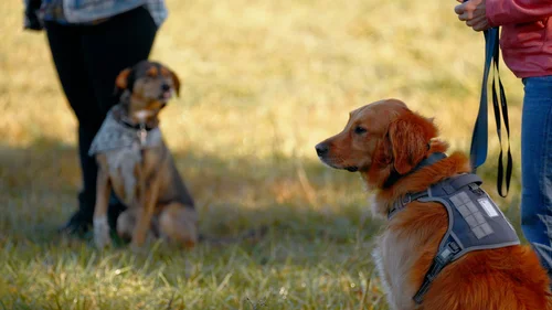 Genetic Canine, business photo 3