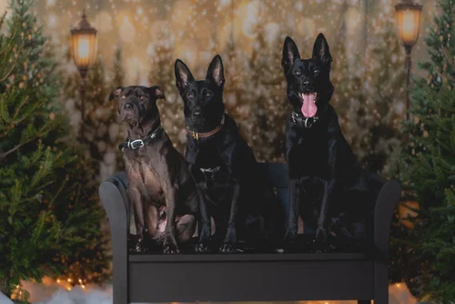 Genetic Canine, business photo 2