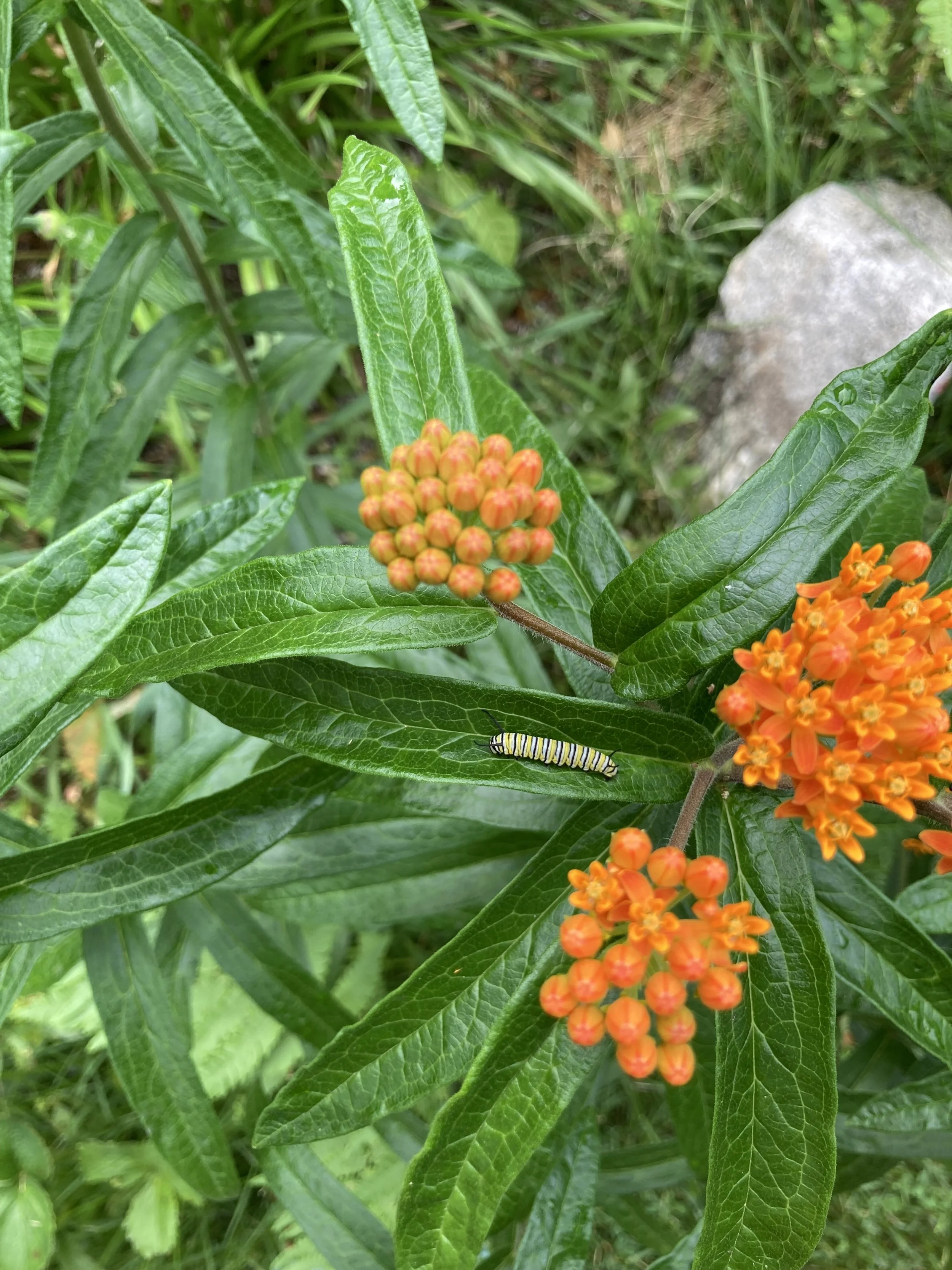 Close-up of a bee on purple flowers with green leaves in the background.