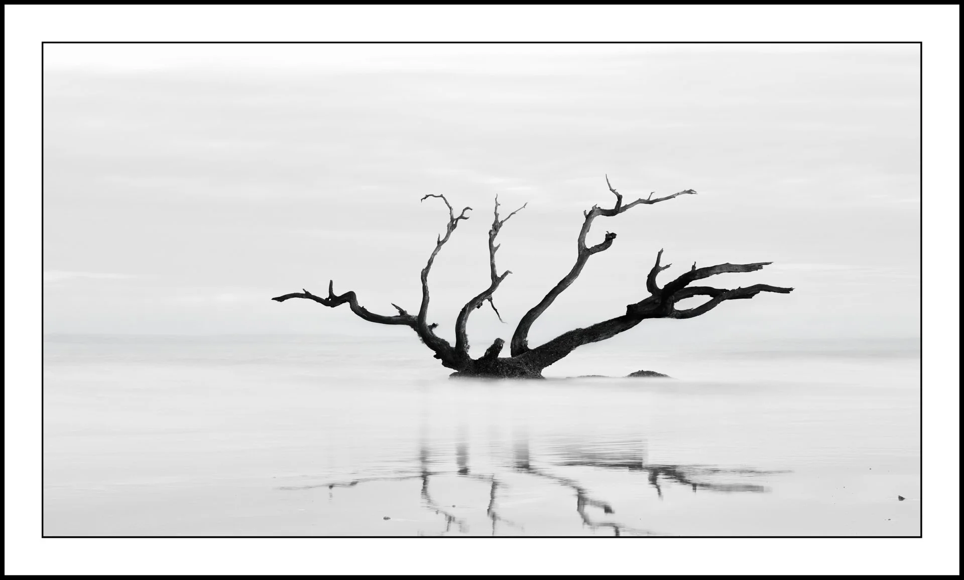 Driftwood 1