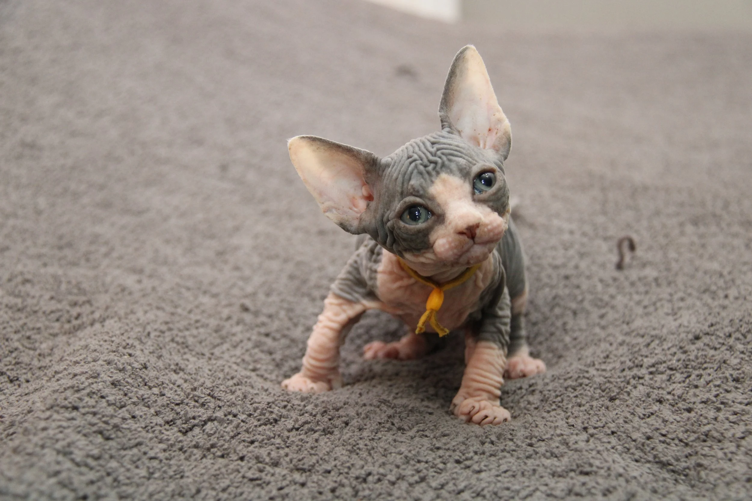 Yellow Collar Boy
