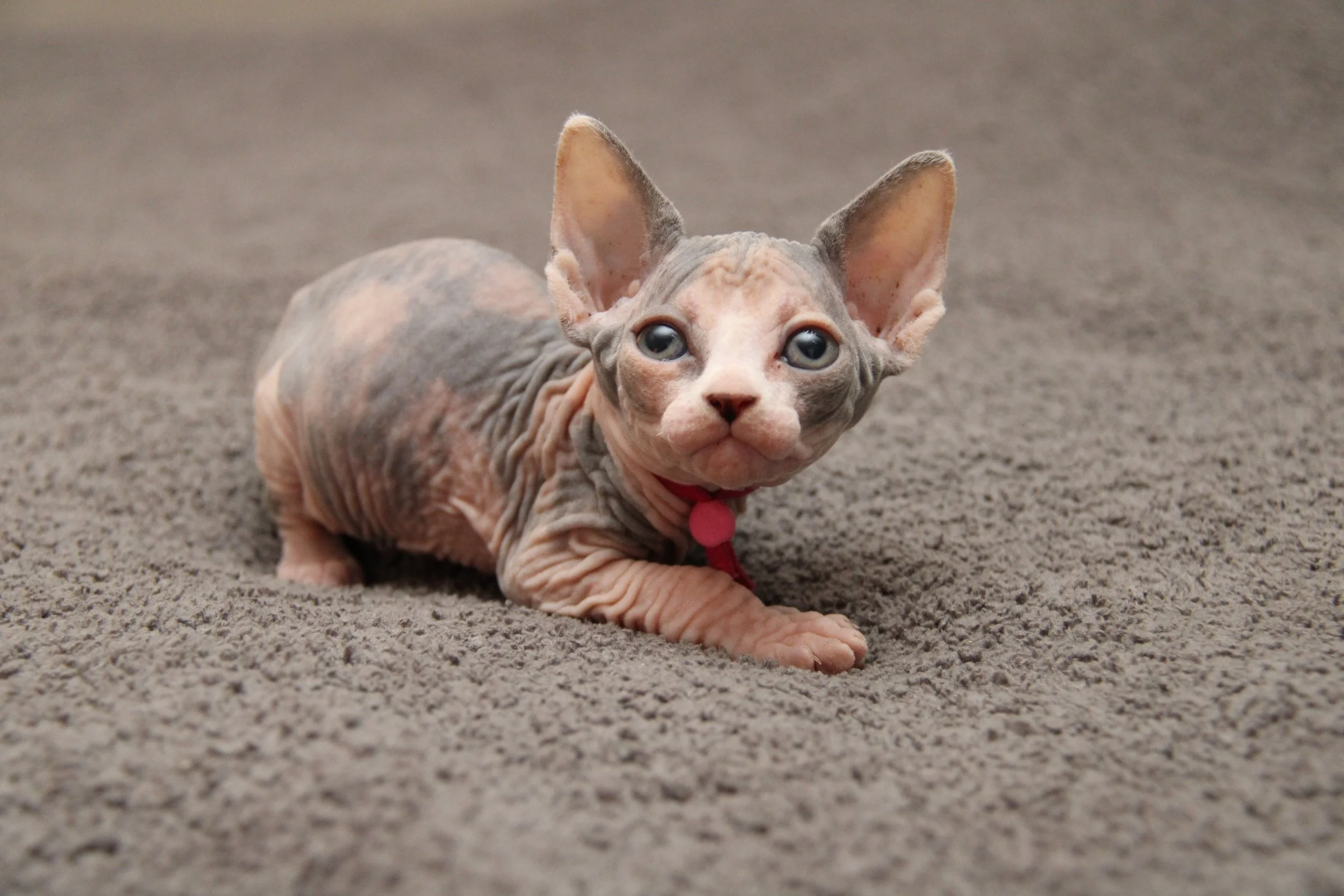 PINK COLLAR GIRL
