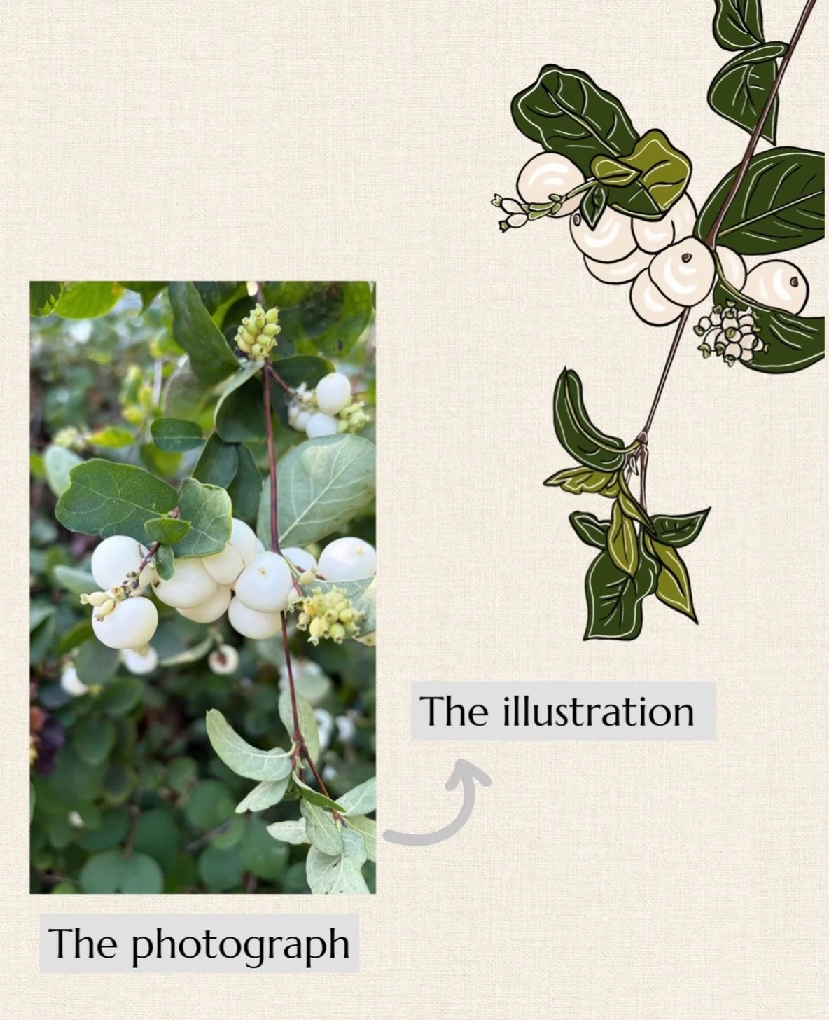 ✏️ Snowberries 

#illustration #creativeprocess #customillustration