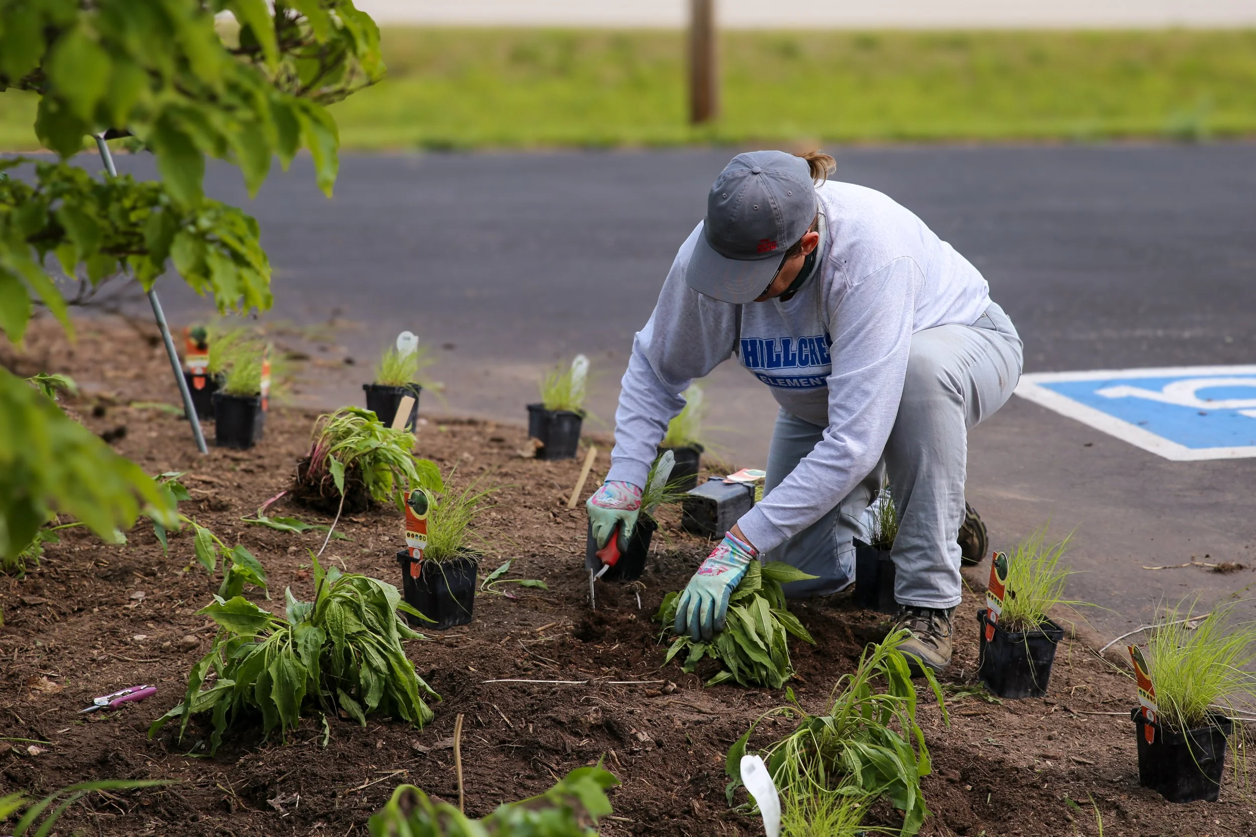 Person planting small plants in soil near a parking lot, wearing a gray hoodie, gray pants, gloves, and a gray cap.