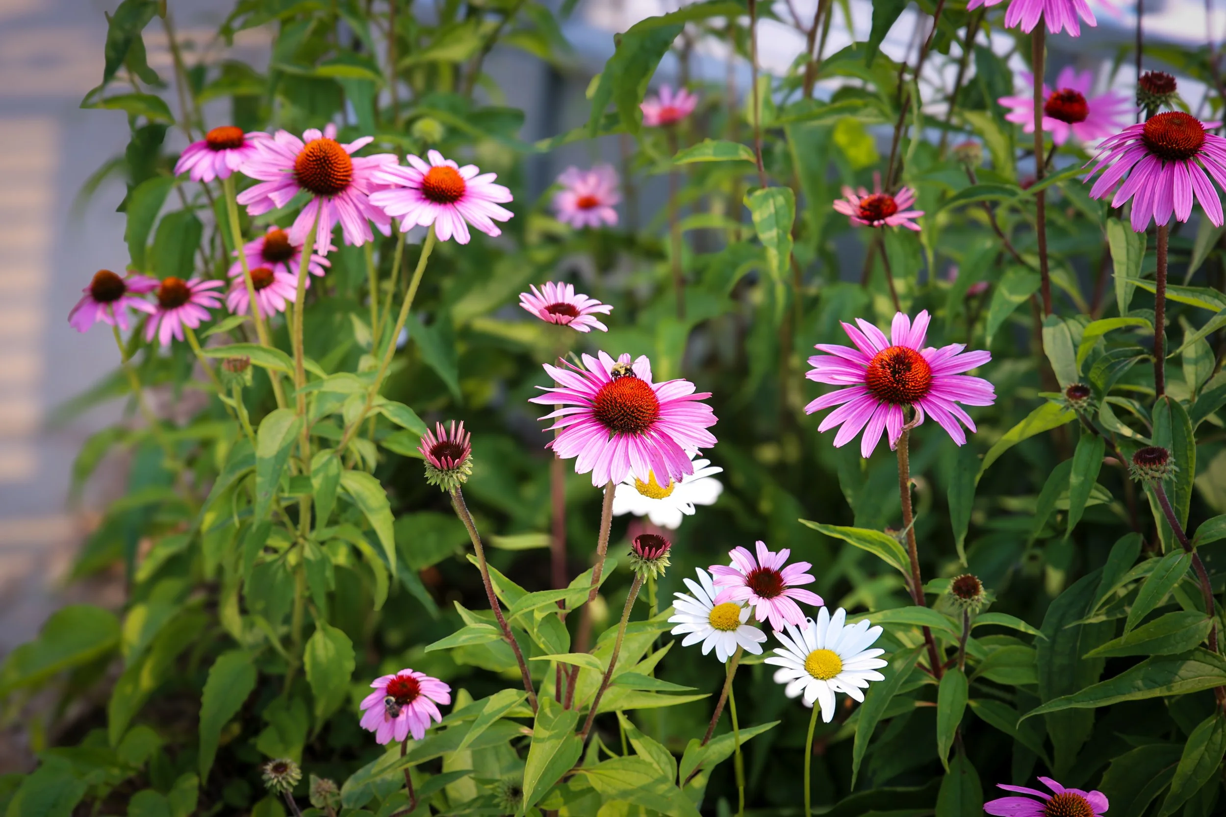 Pink and white coneflowers with green foliage in a garden.