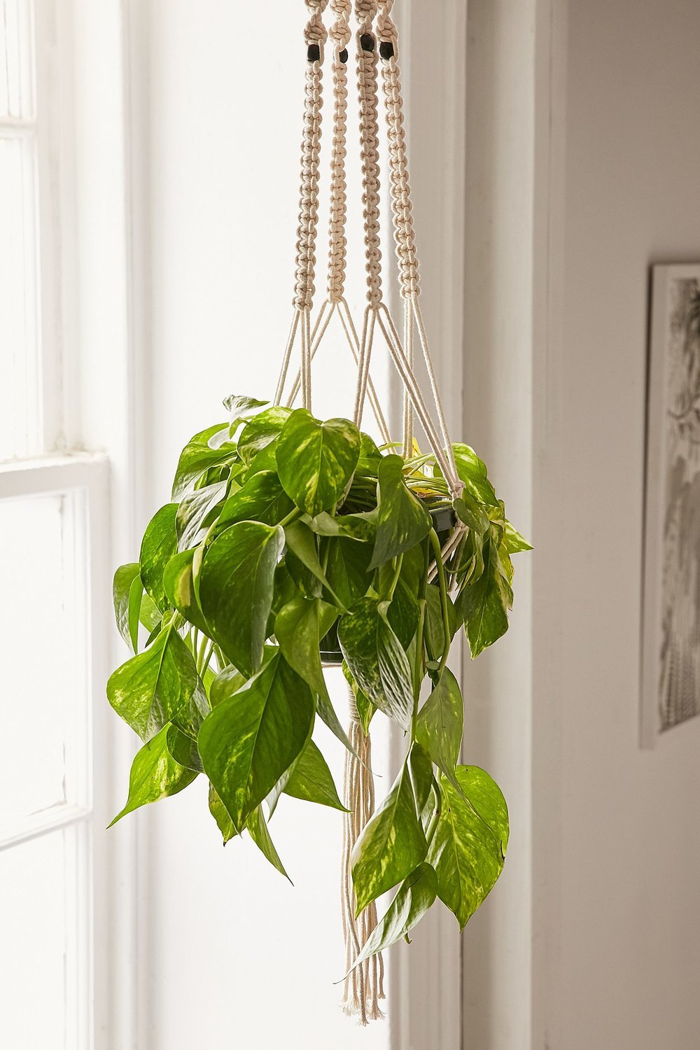 Iris Macrame Hanging Planter